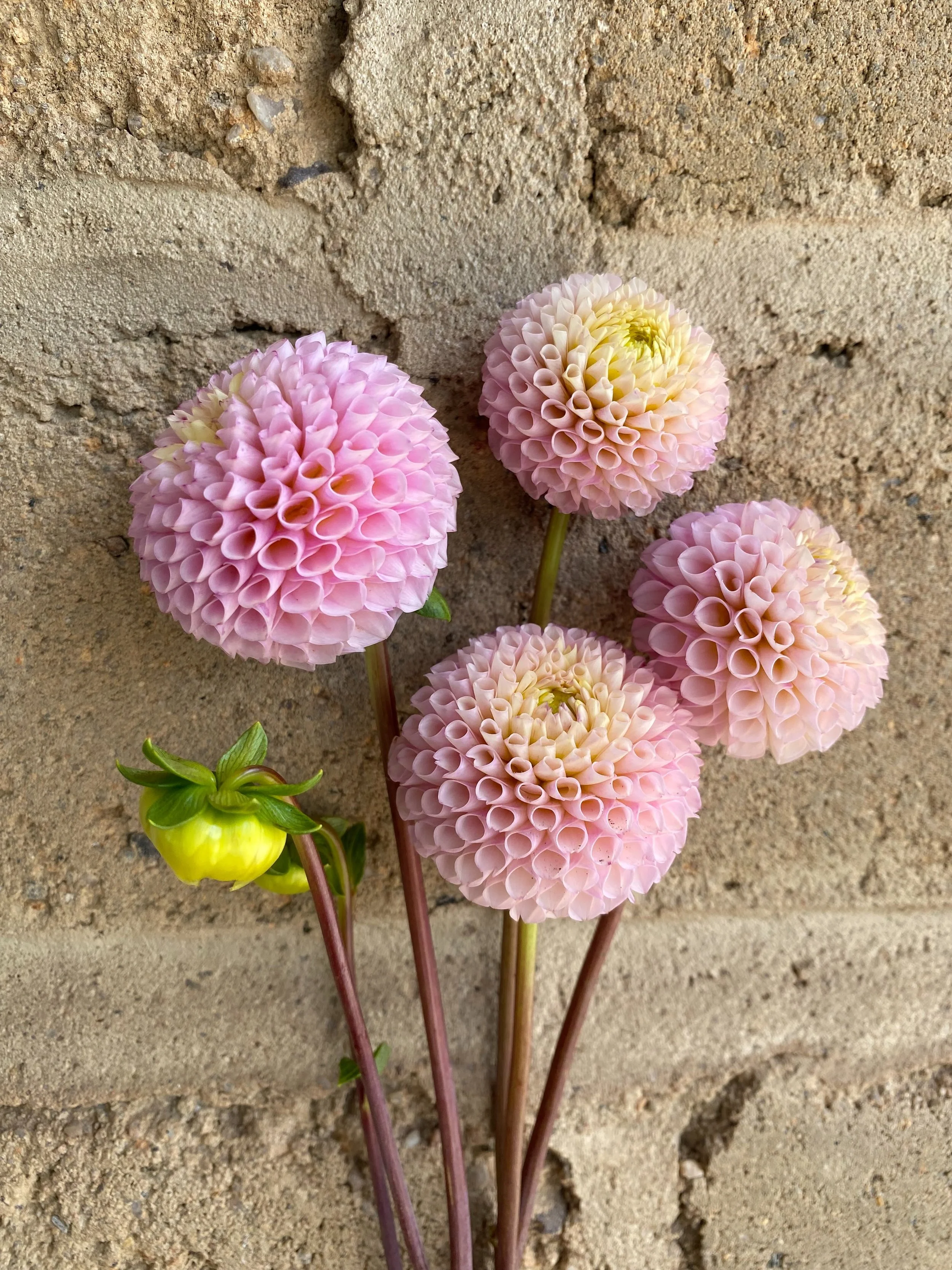 🥰 We have wakening eyes on Irish D Porter tubers. 

A champagne coloured pompon; with loads of stems &amp; a non stop bloomer all season long on this variety. 

Tuber clumps are the BEST- Big juicy eyes!! 

#irishdporter #dahliatubers #prettypetals 