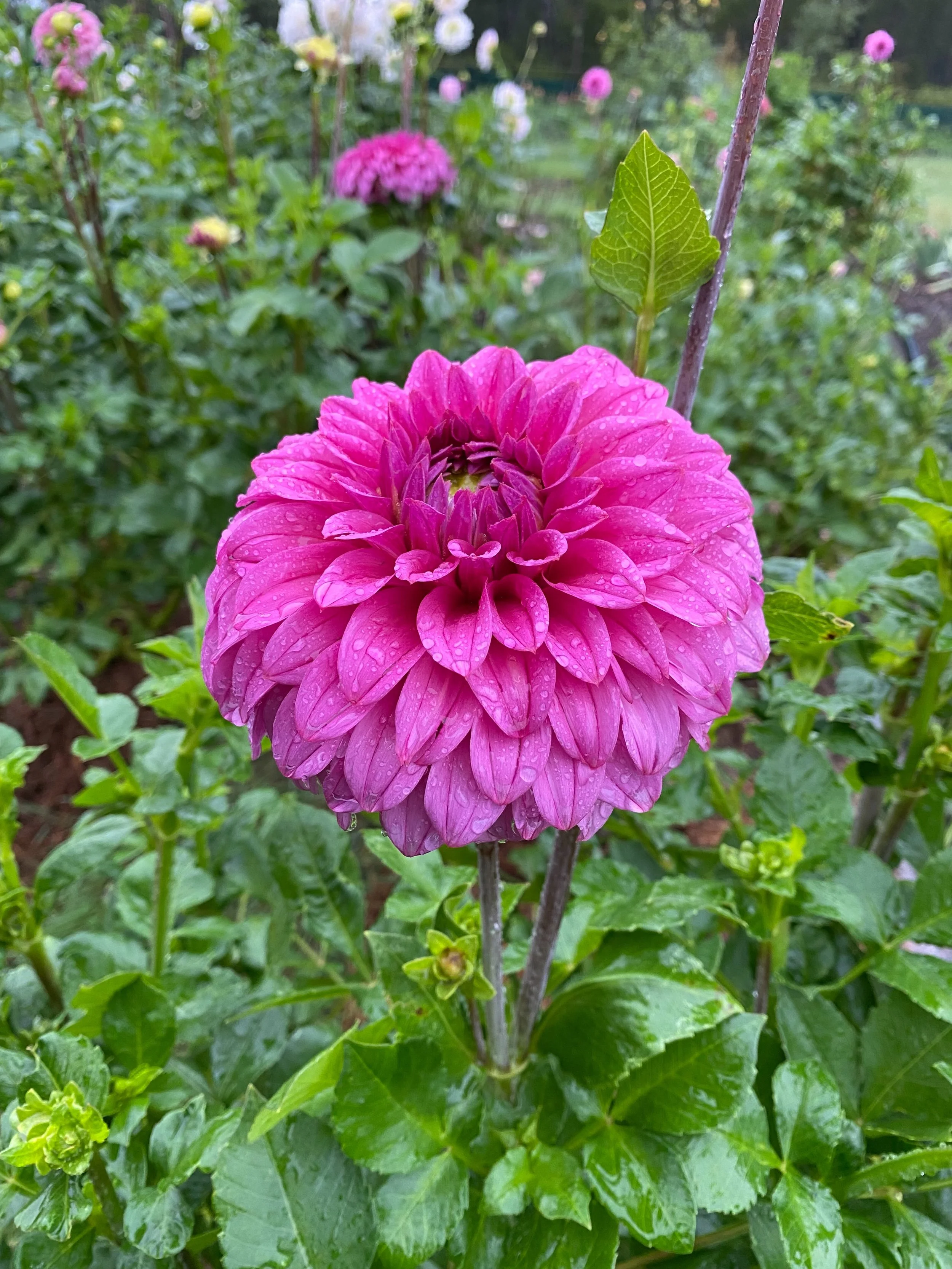 Coorabell Sophie 💗 

Lucky she blooms beautifully; Cause the tuber clumps are the ugliest of them all. 

🏷️ #coorabellsophie #dahliatubers #dahliaclump #tuberdividing #prettypetals