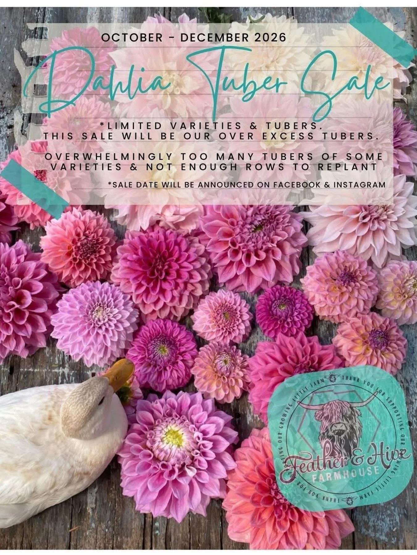 TUBER SALE 2026
We will have limited varieties. 

ONLINE SALE ONLY

Off the top of my head- I have more tubers then row space of: 
Irish D Porter, Lots of the bigger Decoratives- Coorabell Lonny, Emory Paul, Coorabell Bob, Regina, others like: Tea Pa