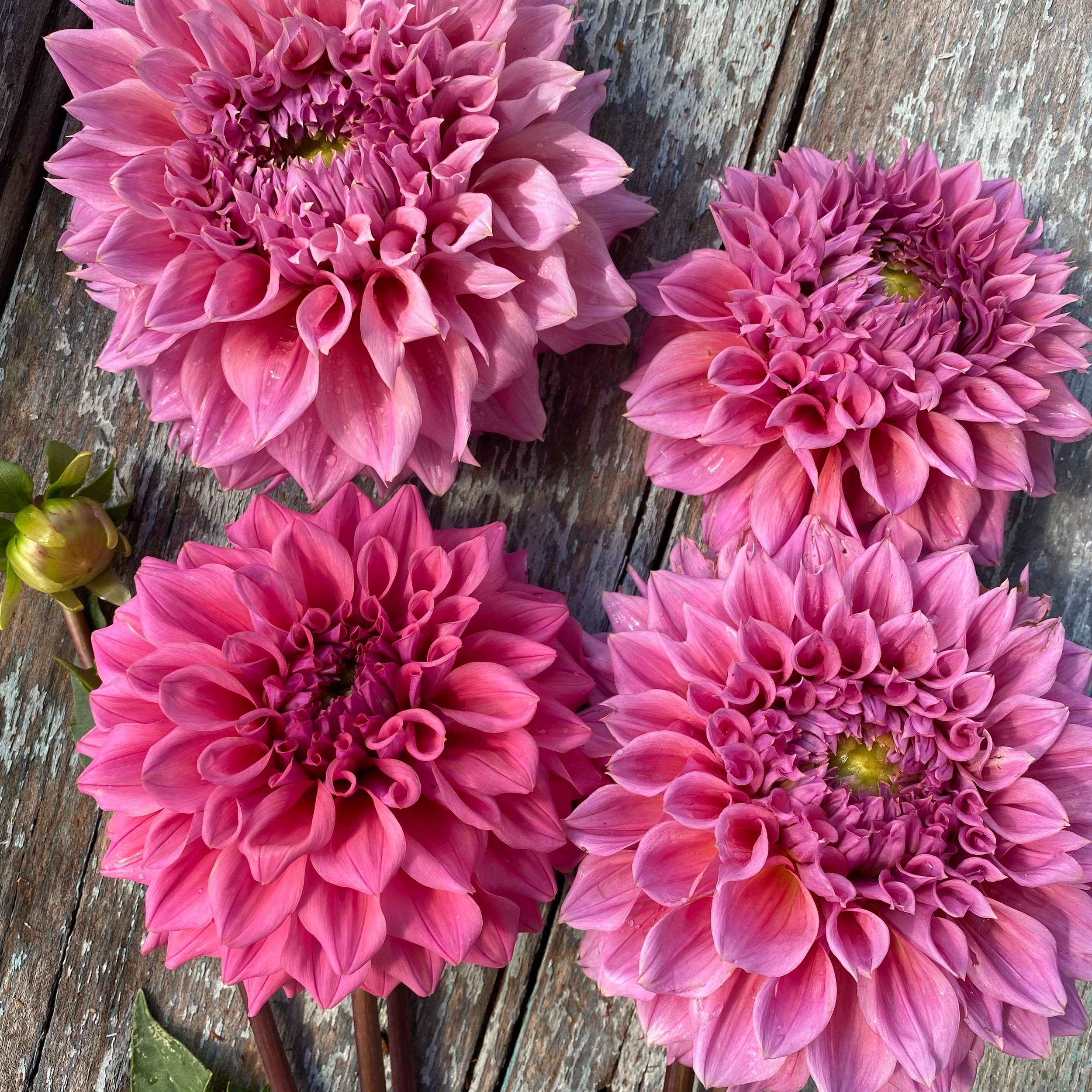 DAHLIA SALE UPDATE: 

There will be no new tuber varieties added to the website this Friday.. 

Instead of stressing; I'm postponing.. so hopefully more tubers have woken up the following Friday 30th. Sorry for the inconvenience.. it's out of my cont