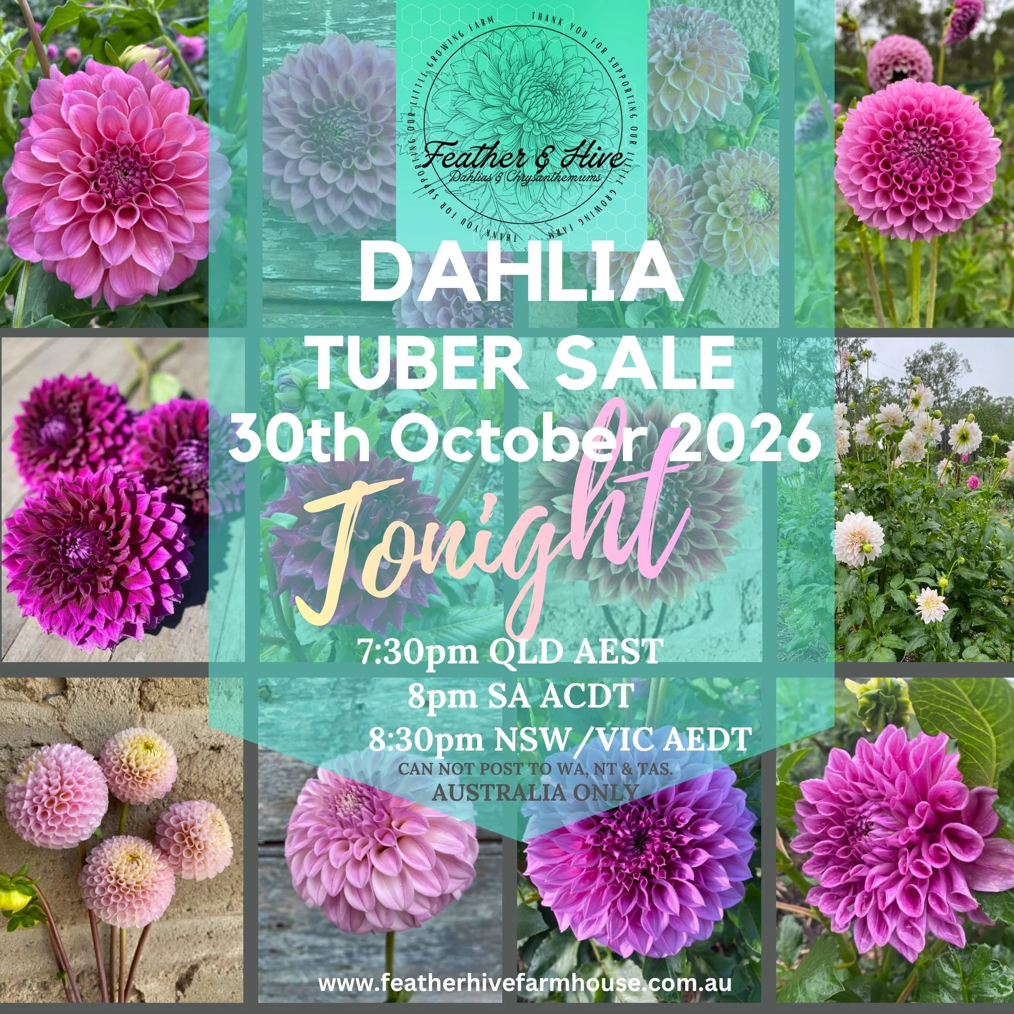 Dahlia tubers varieties have been counted &amp; added to the website for tonight's sale.

✨ All varieties in the 'in stock dahlia tubers' will be available for sale tonight
✨ This is not a pre-sale; tubers will be awake &amp; viable &amp; order will 