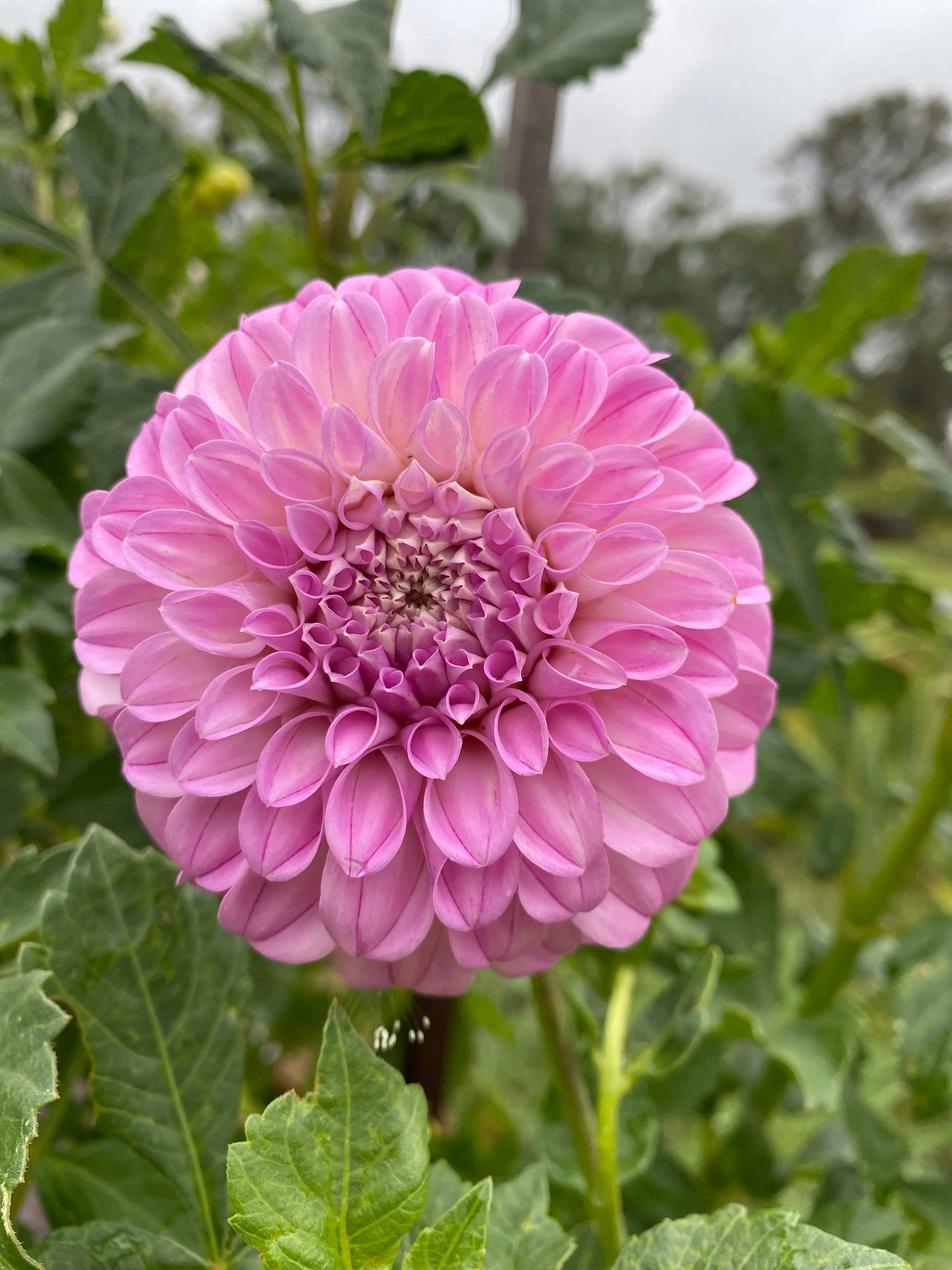 Mellum Nina; A top favourite. 
Let see if we can save some seeds this season. Growing near Lileah Pink Petticoats, Waaraview Sky High, Devon Blushing, Devon Marvel and Hapet Pearl 🤞🏼

Forever grateful of @_esme.flowers_  for sharing a tuber many ye