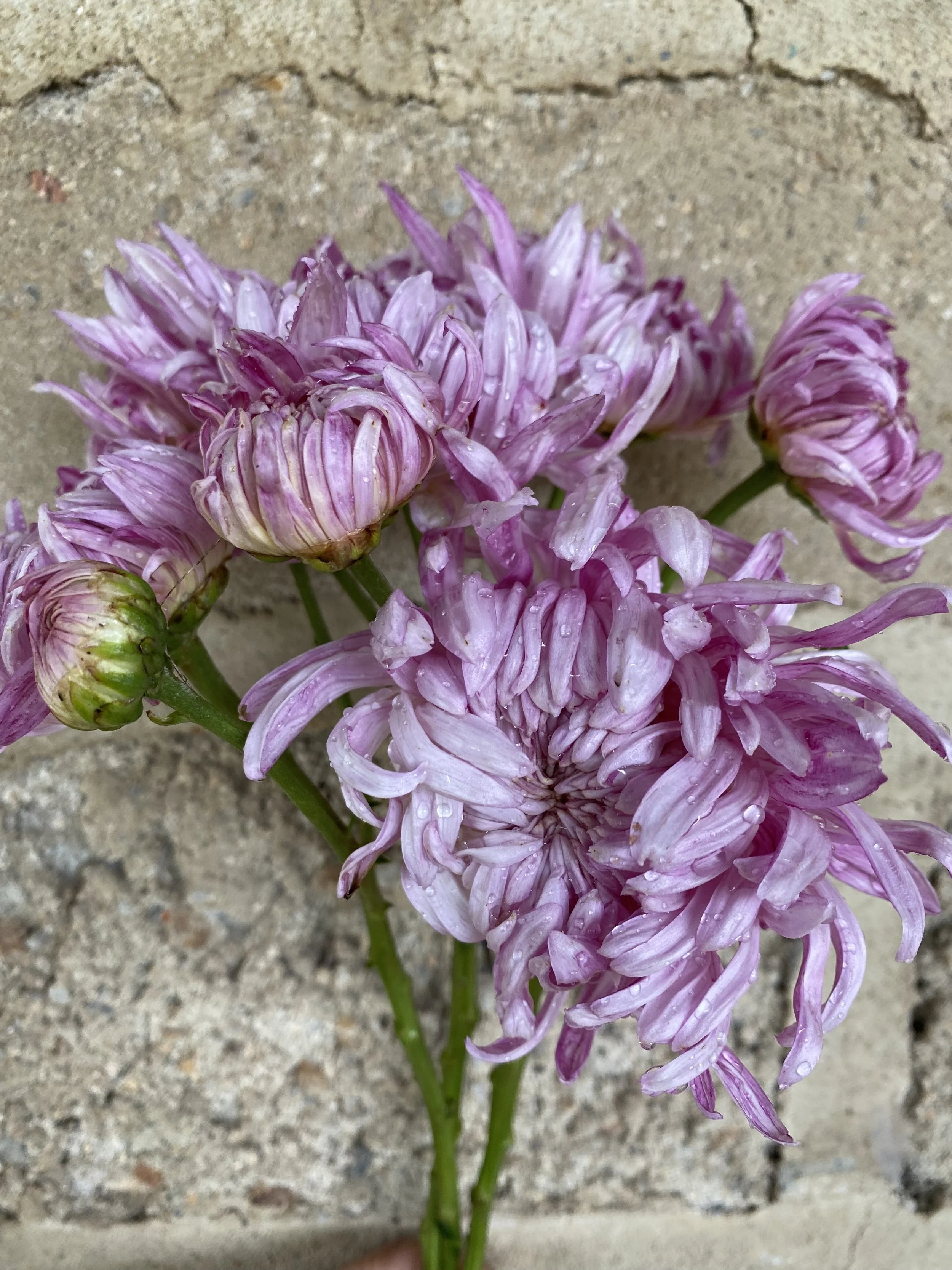 IMG_6587.jpeg
