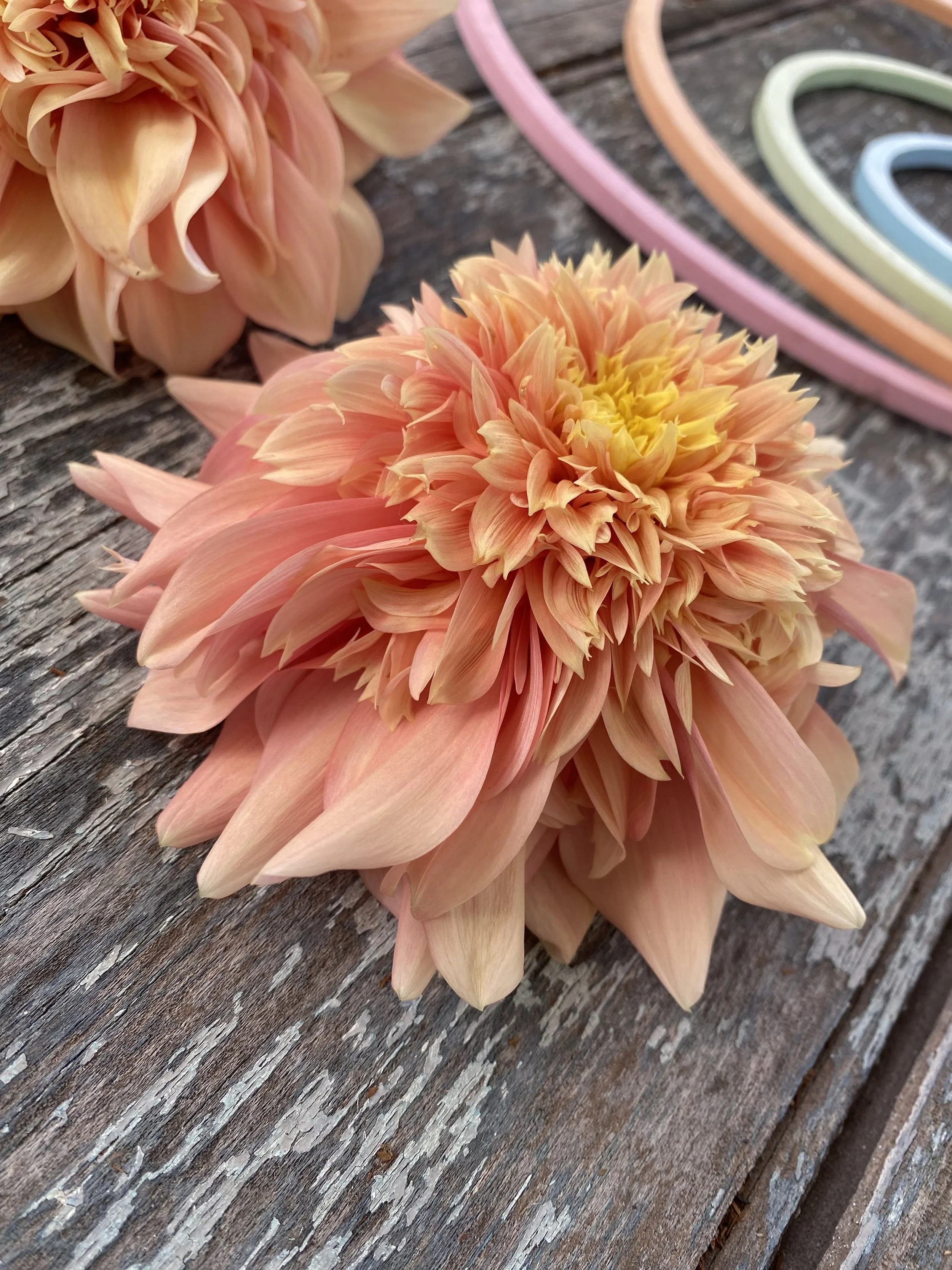 Everbloom Lioness