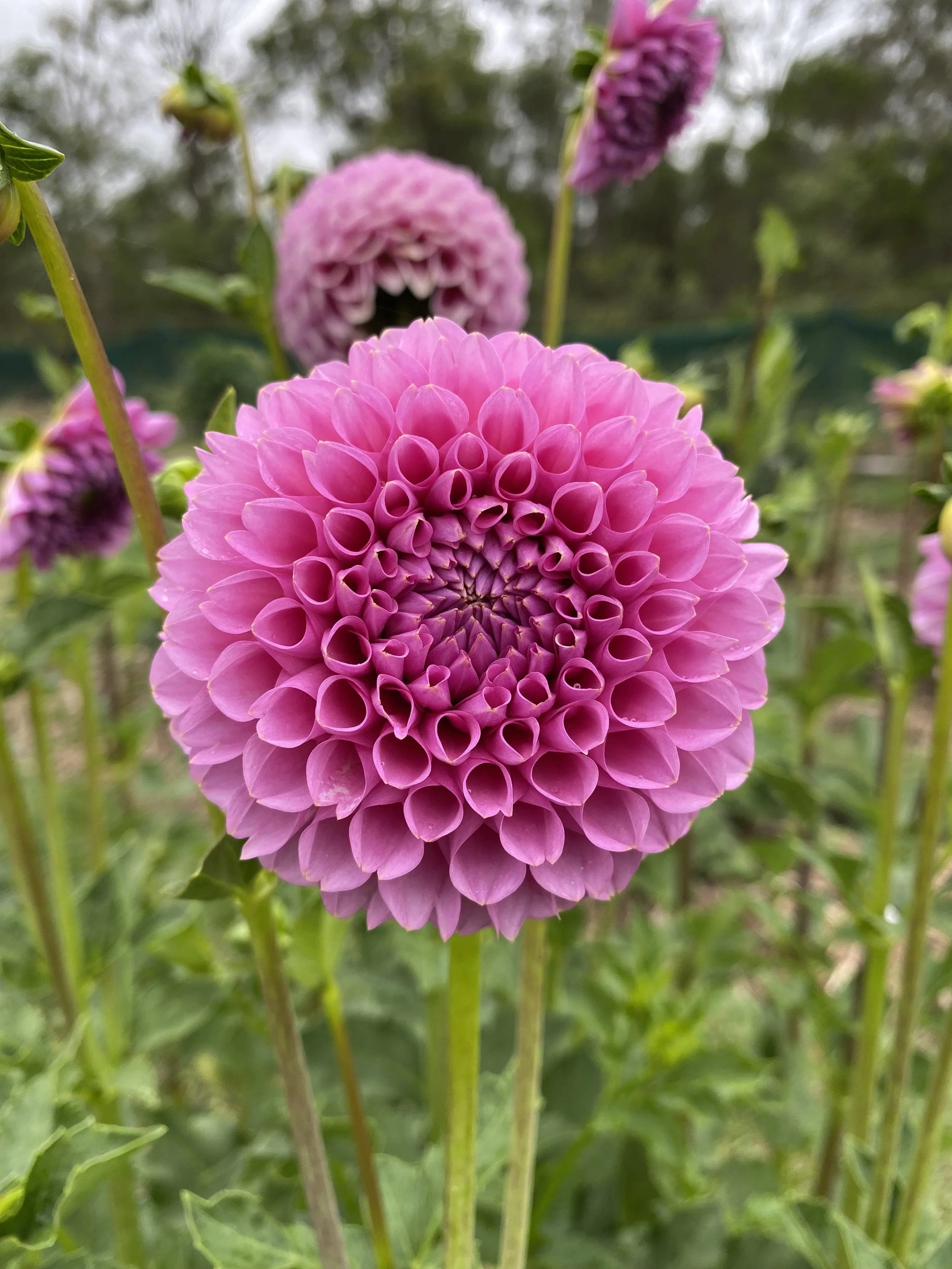 Florelie Lizzie Lou