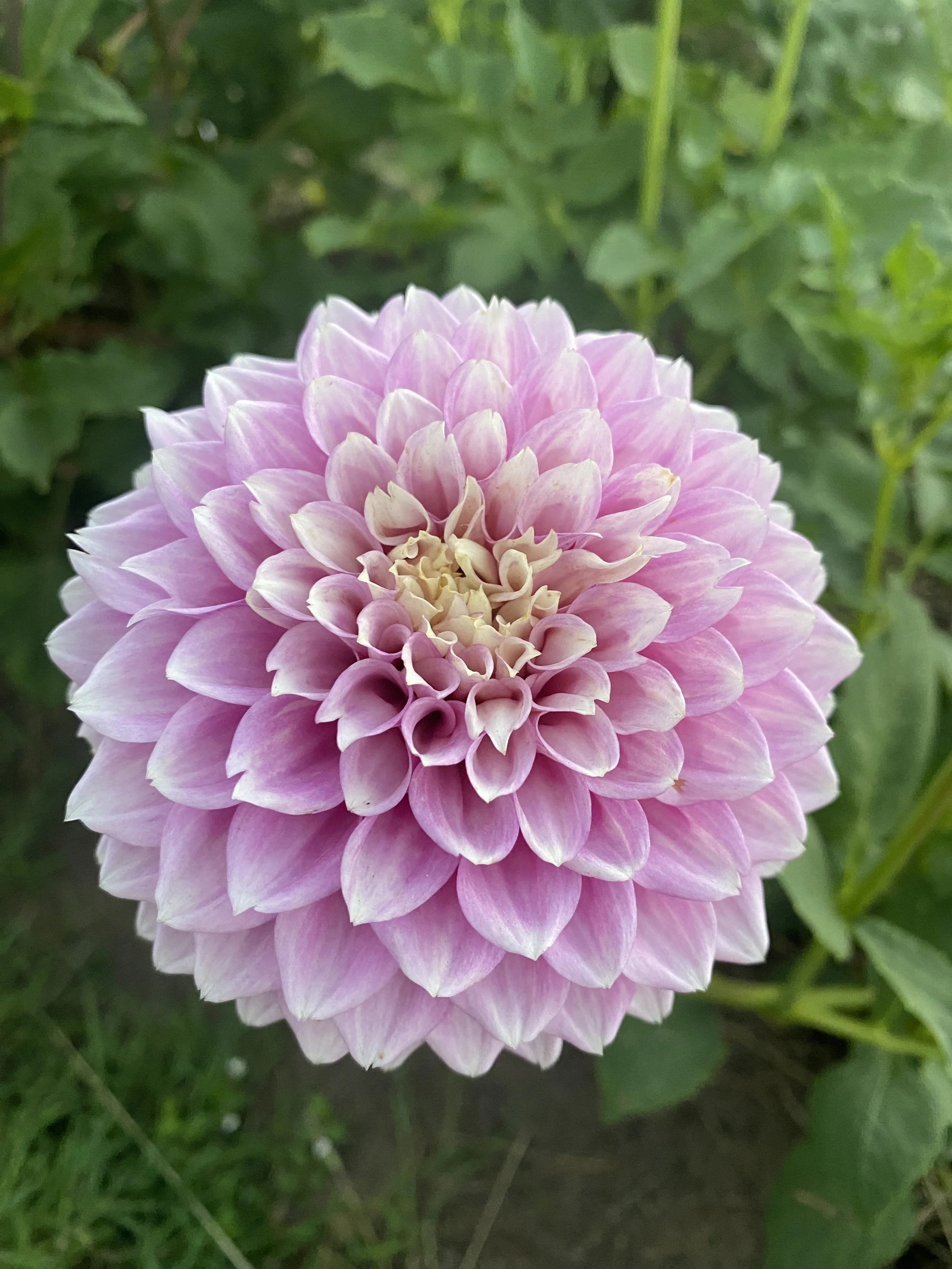 Alf's Pink Gem