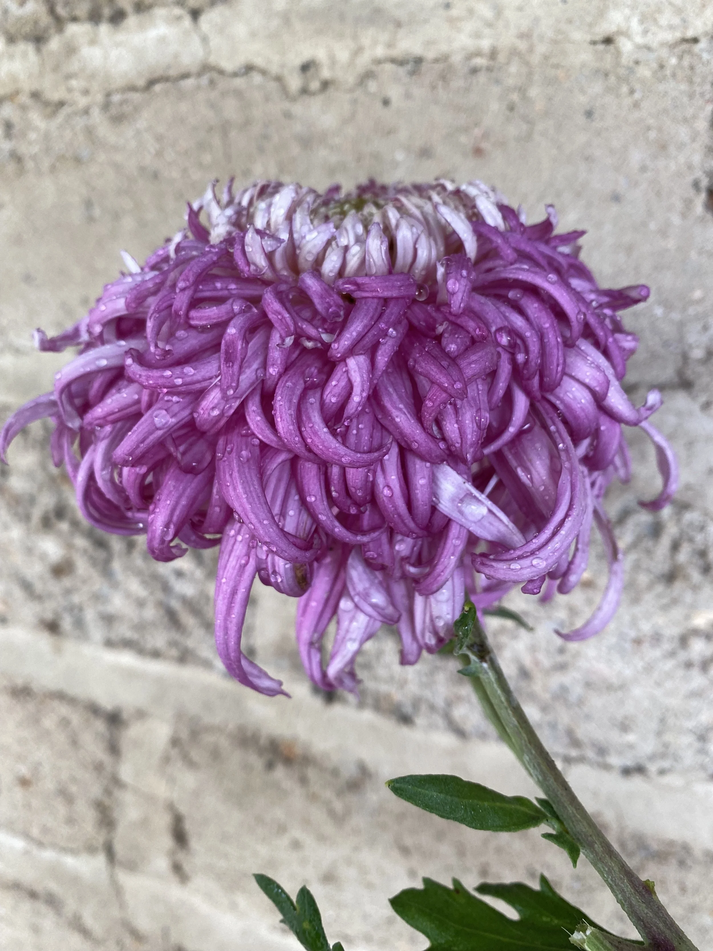 IMG_8535.jpeg