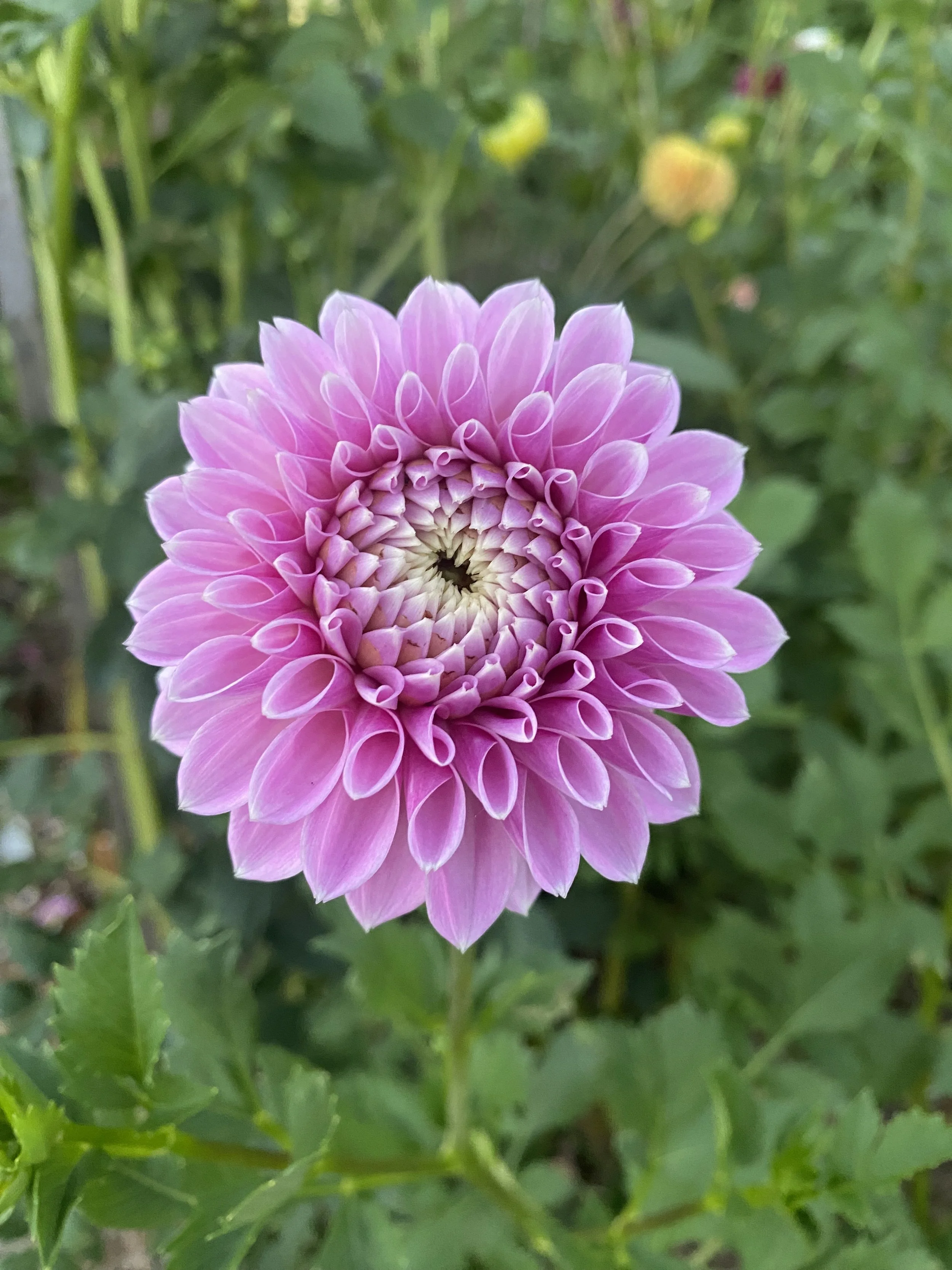 Glenmarc Thiona