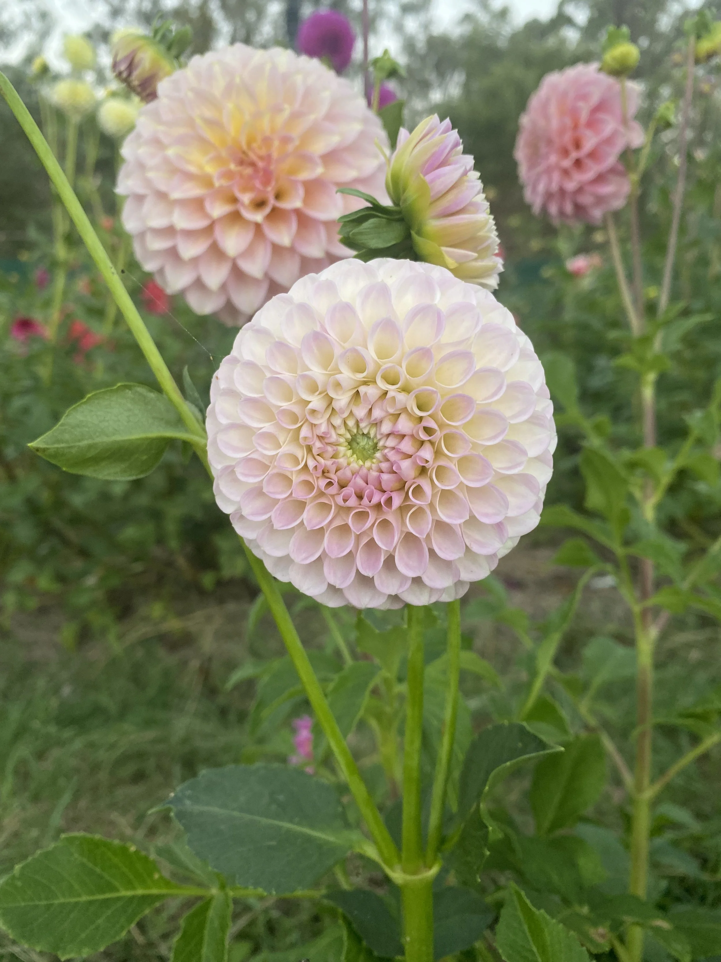 Hearts Desire