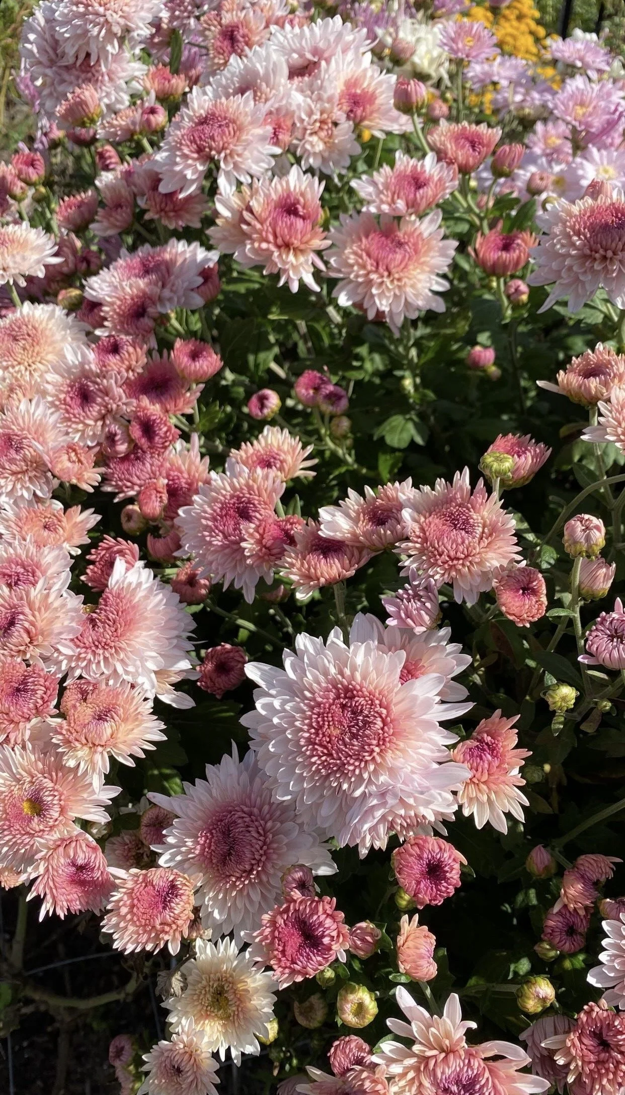 Otome Pink