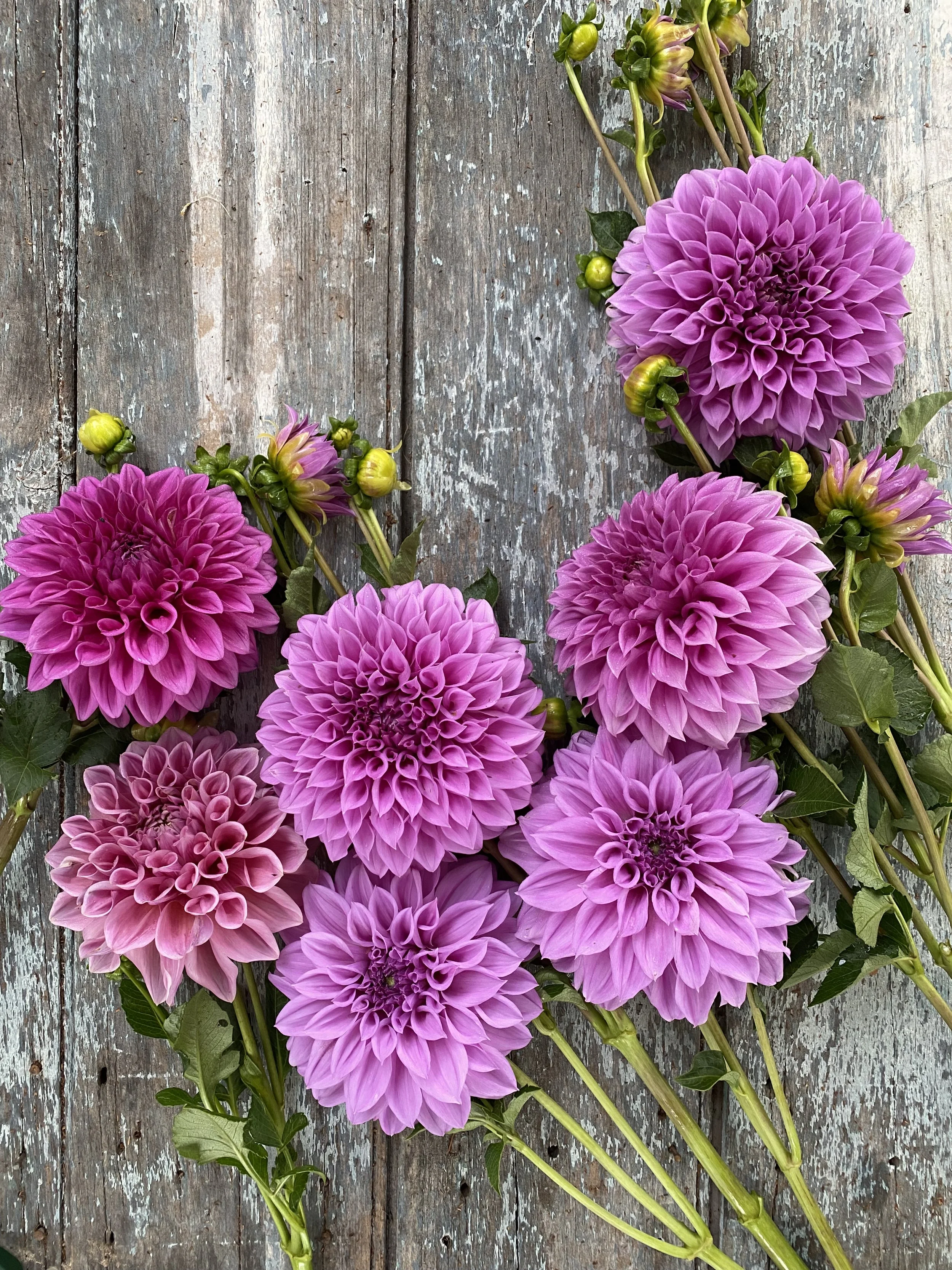 Farm Stand Dahlia stems - Loose Per Stem