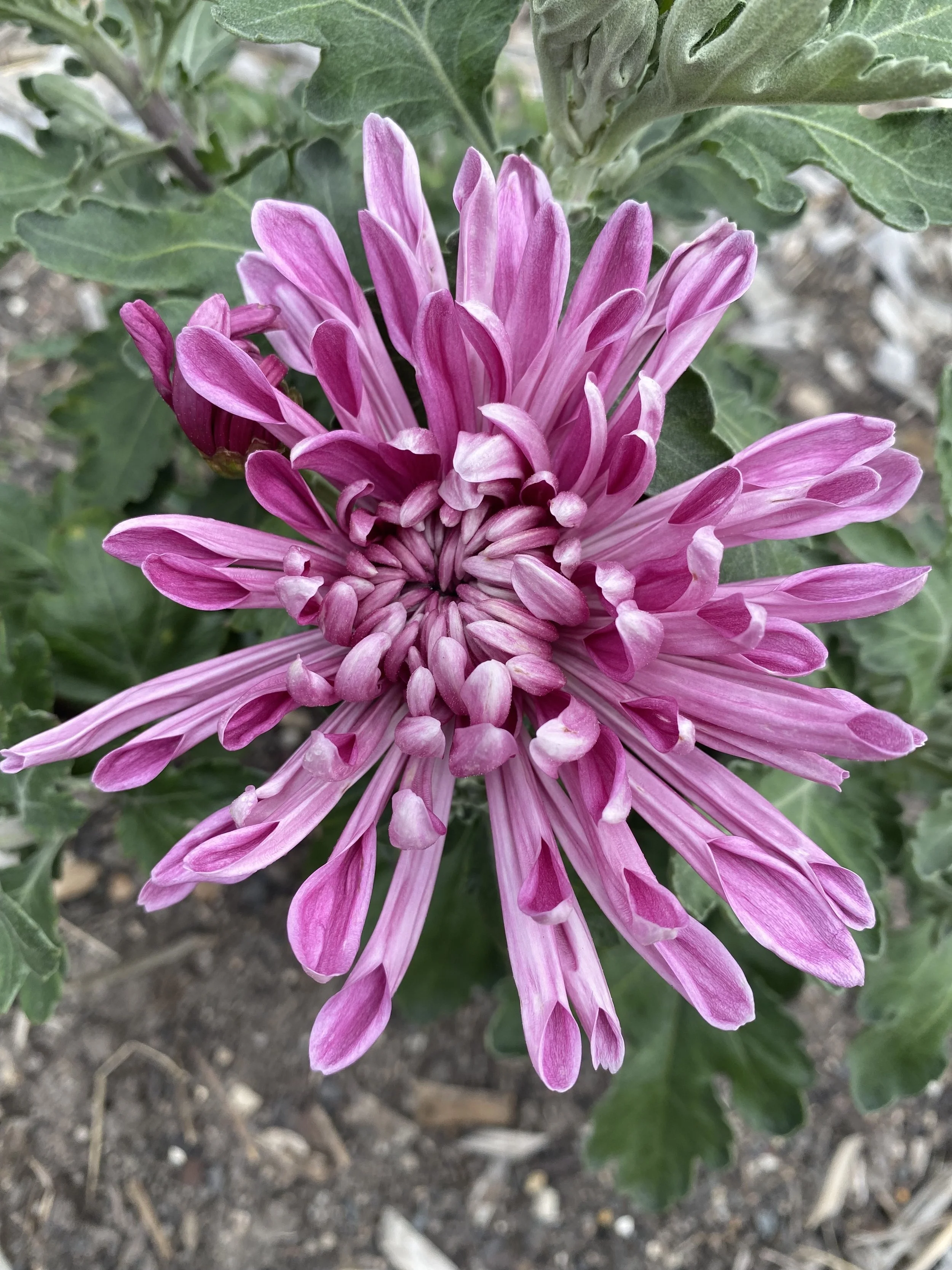 IMG_0060 2.jpeg