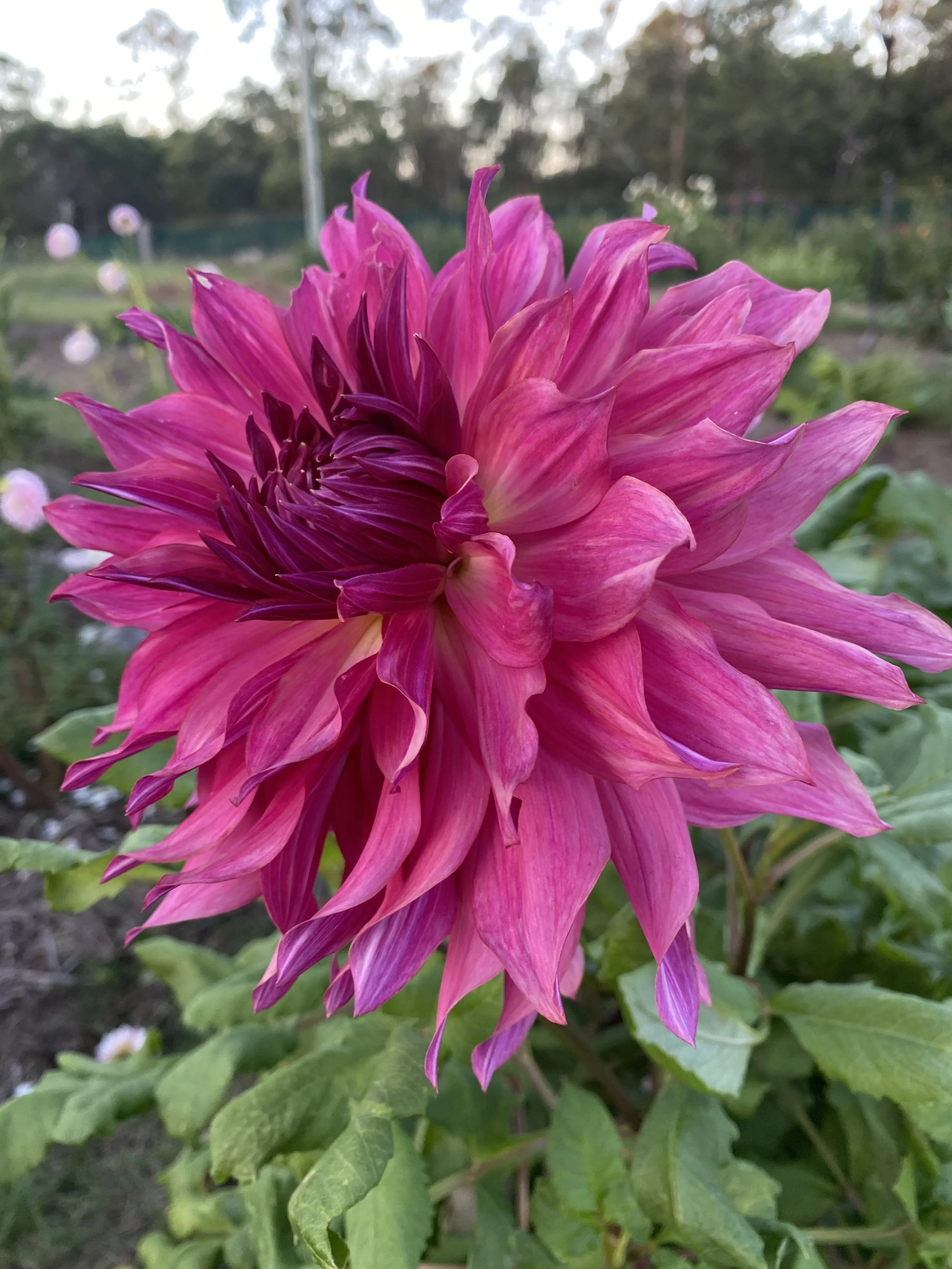 Penhill Dark Monarch