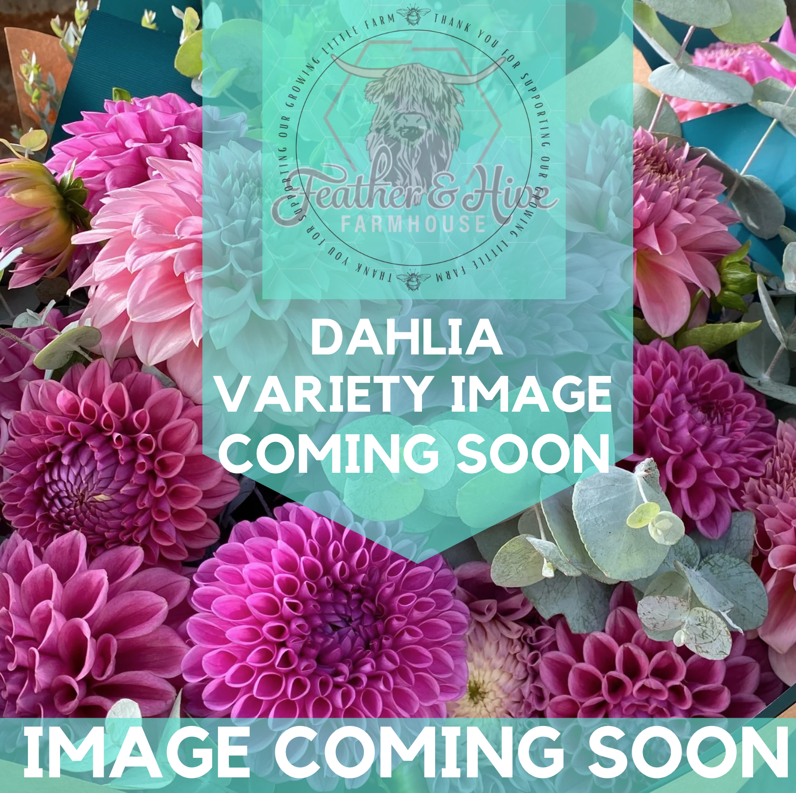 coming soon.png (Copy) (Copy) (Copy) (Copy) (Copy) (Copy)