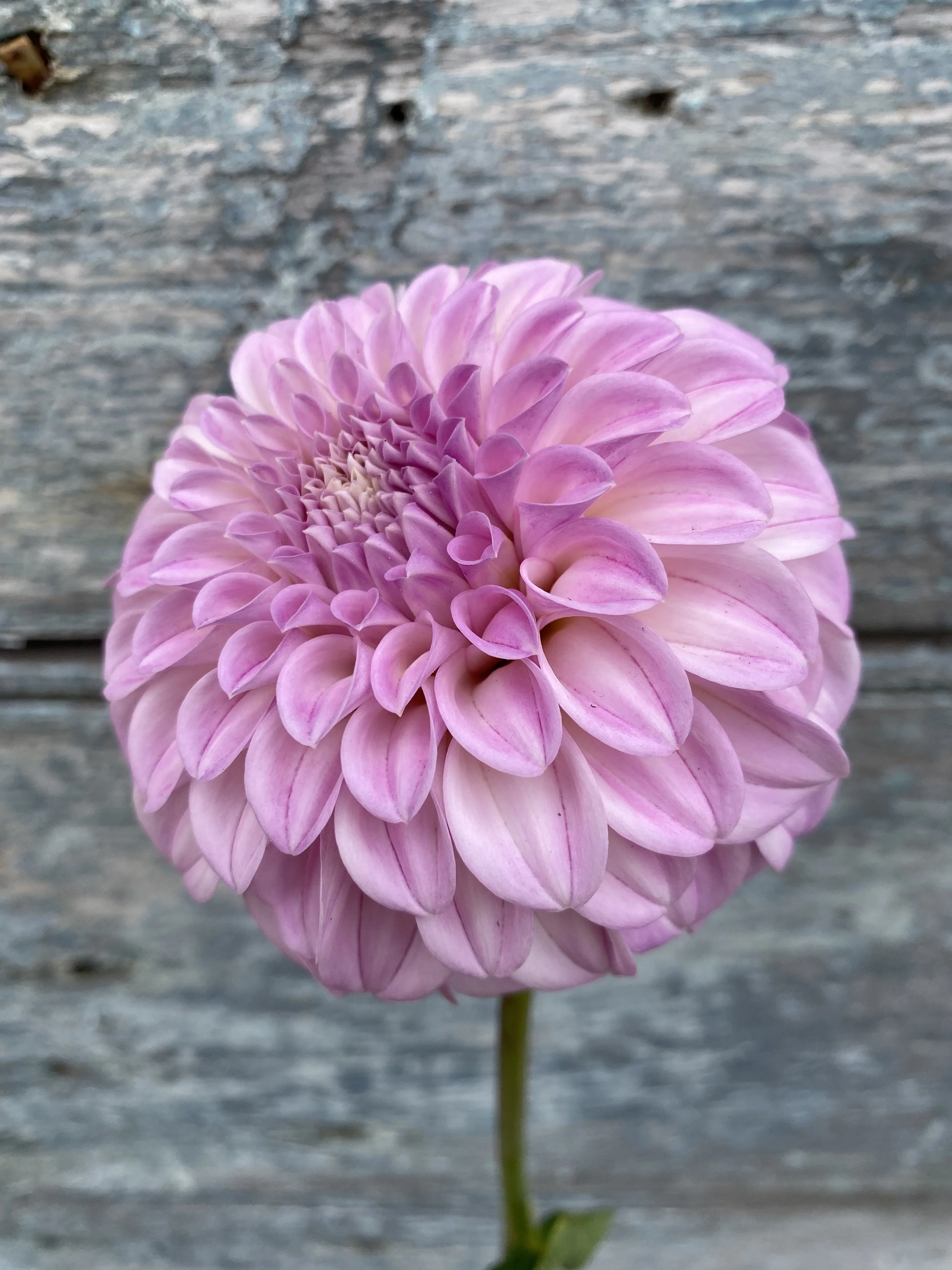 Mellum Nina *1 per household