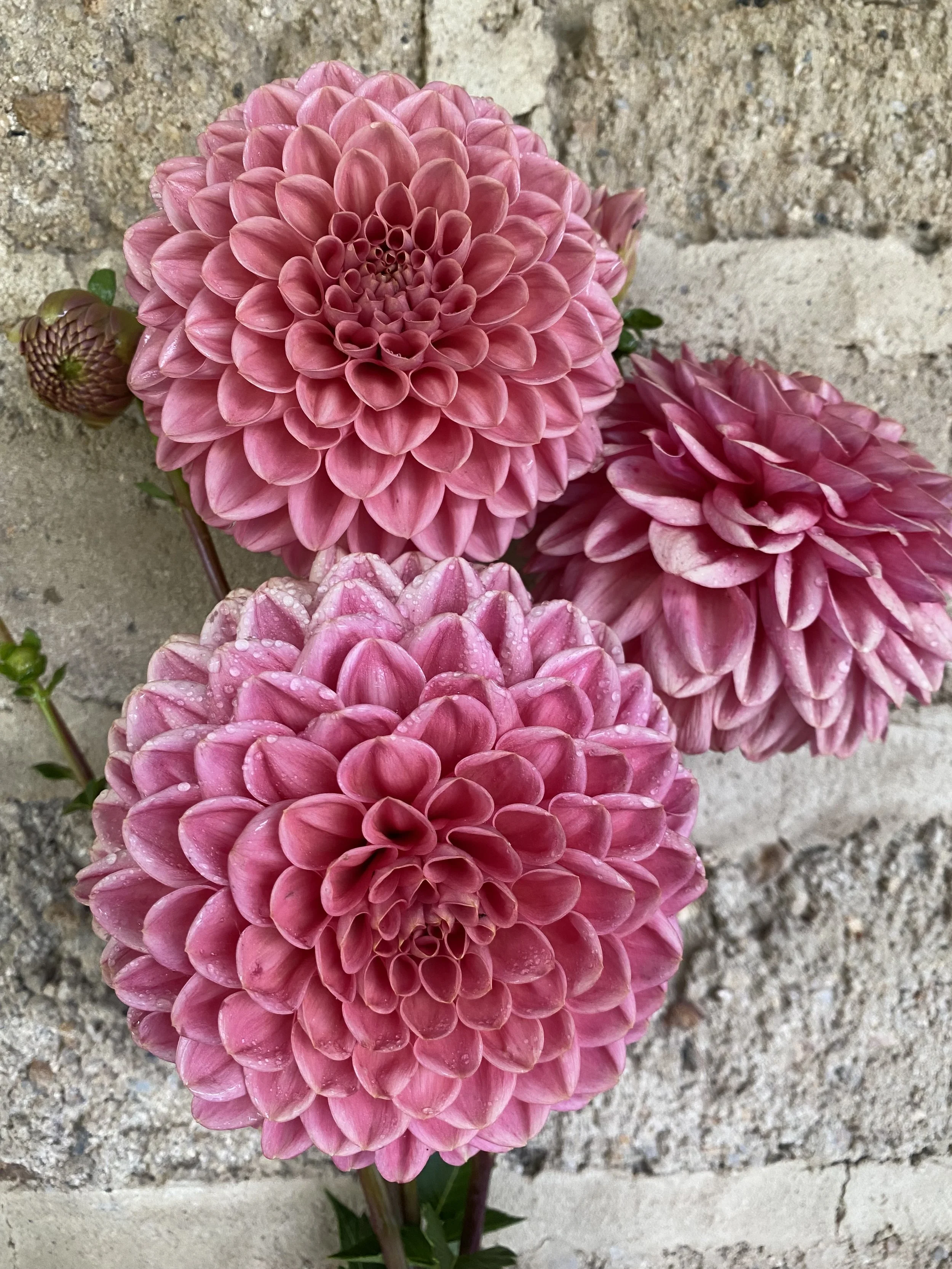 Norman's Conquest *1 per household