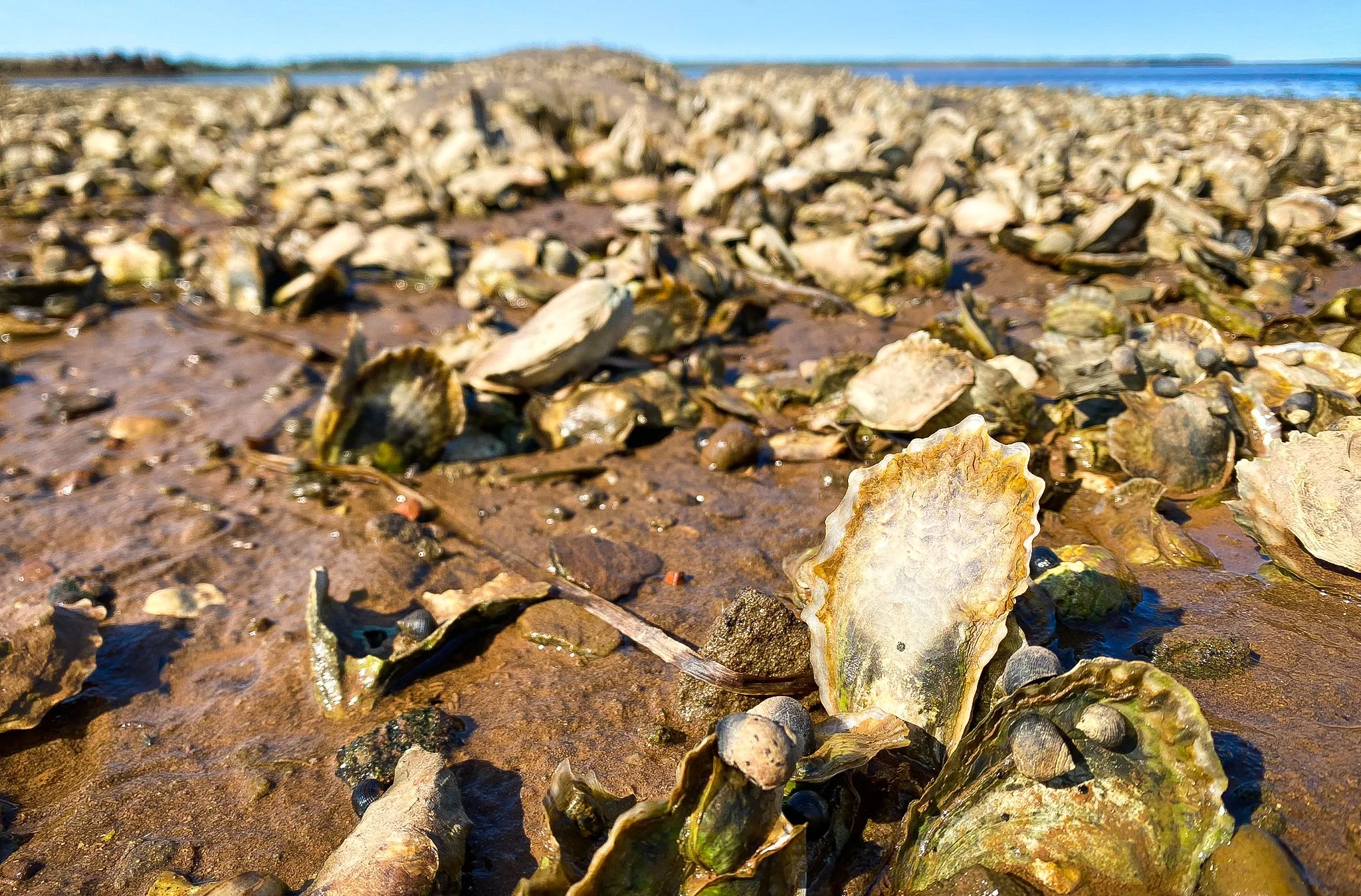 New study shows climate change has brought oyster-borne pathogen to Atlantic Canada