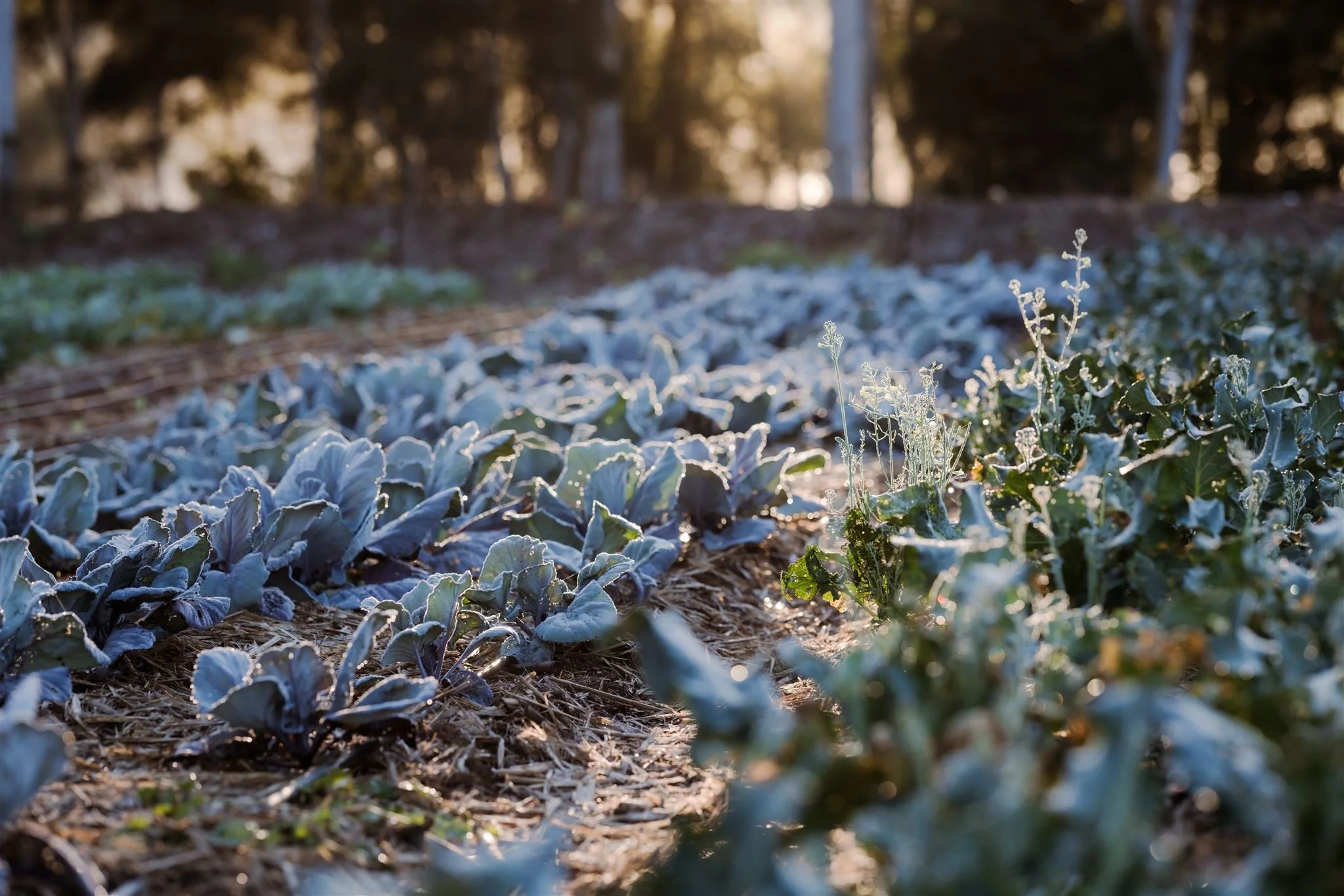 Notes on: Winter -- Next Gen Dinner