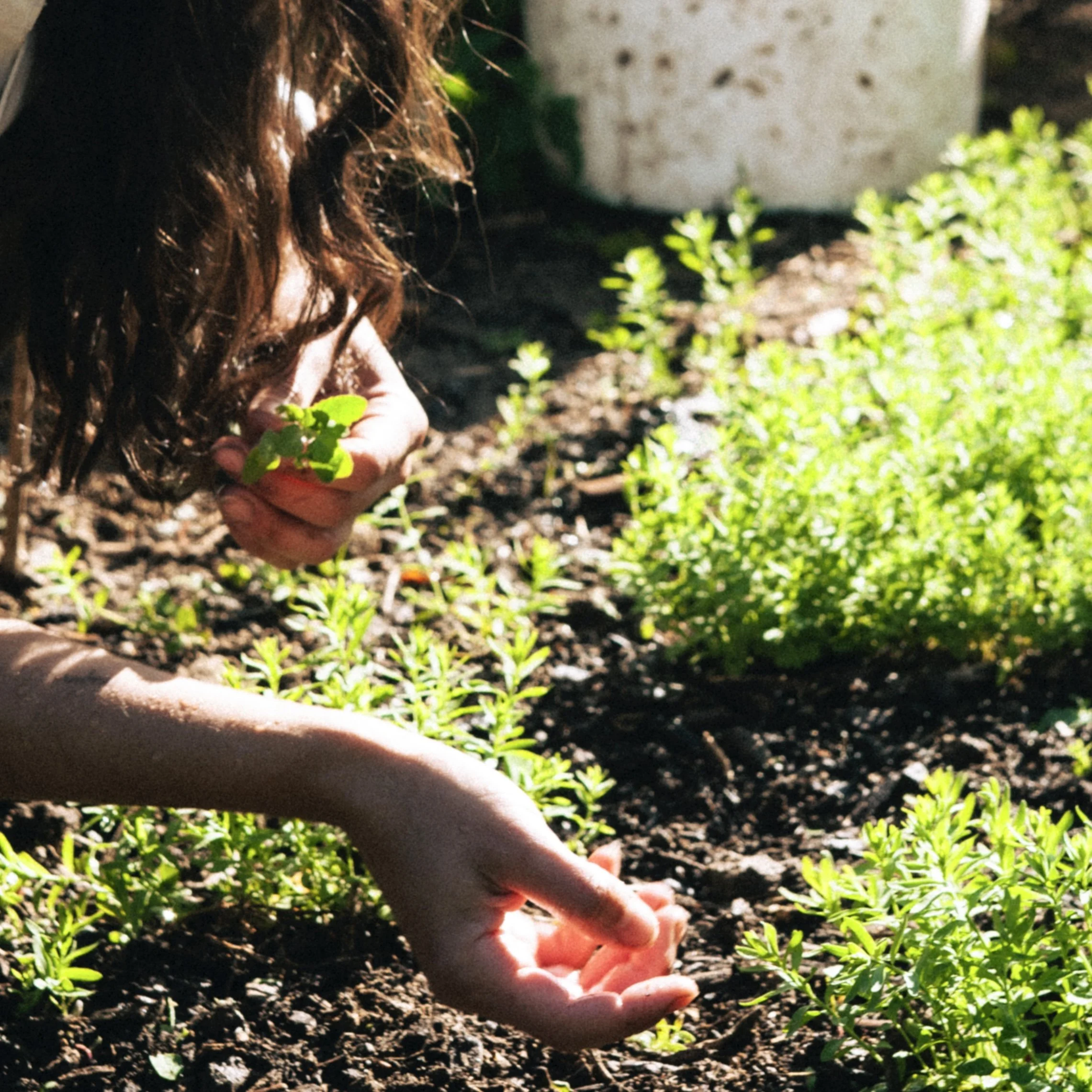 Foothills Flax Project @ the Boulder Garden Club
