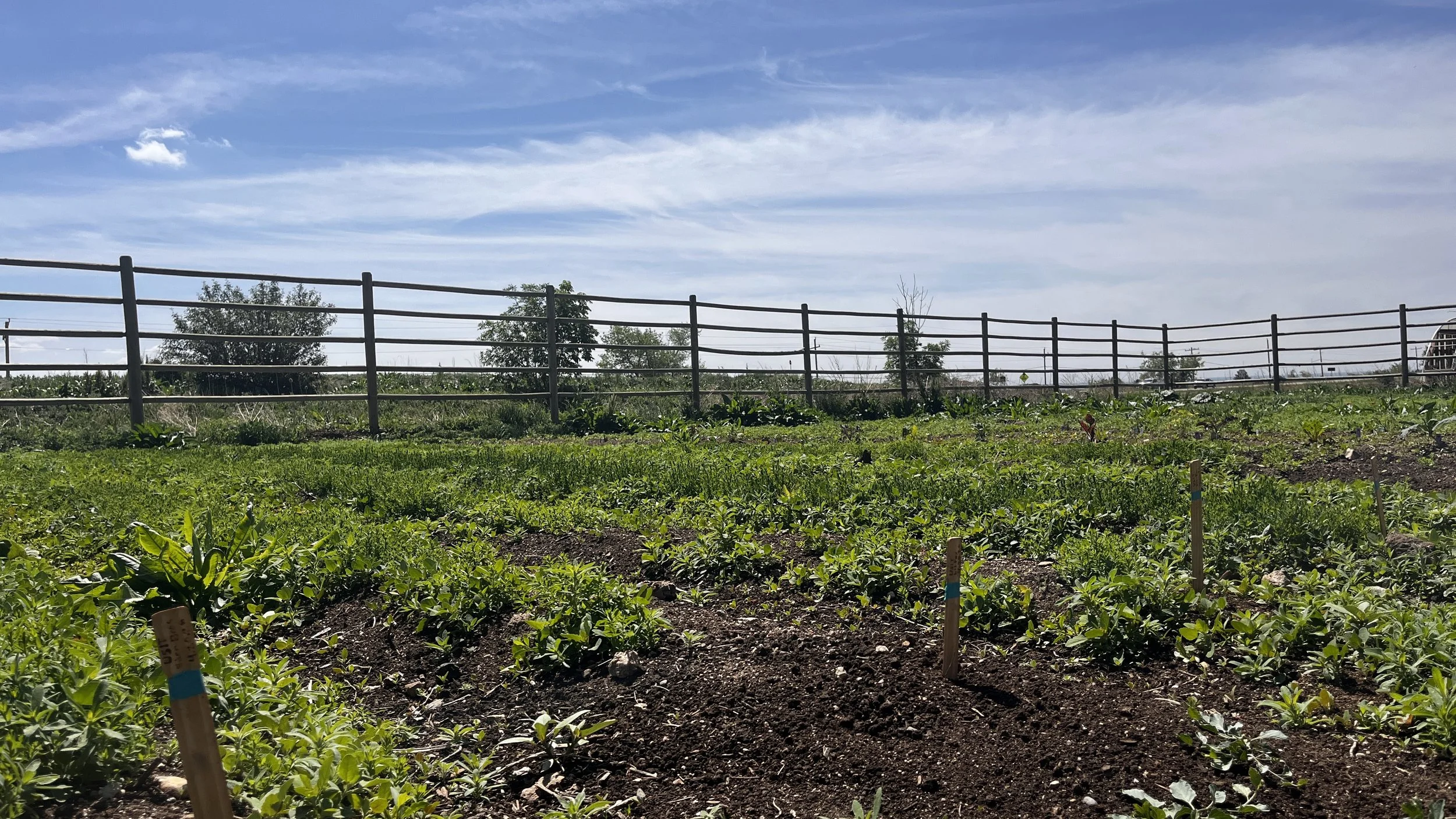 Foothills Flax Project: Volunteer Weeding @ Yellow Barn Farm