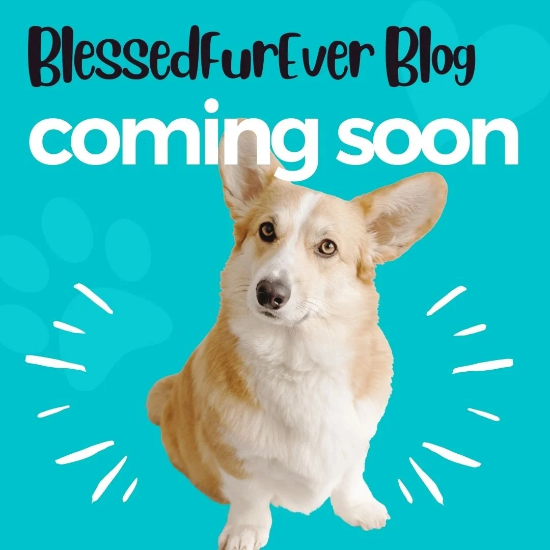 BlessedFurEver Blog Coming Soon!