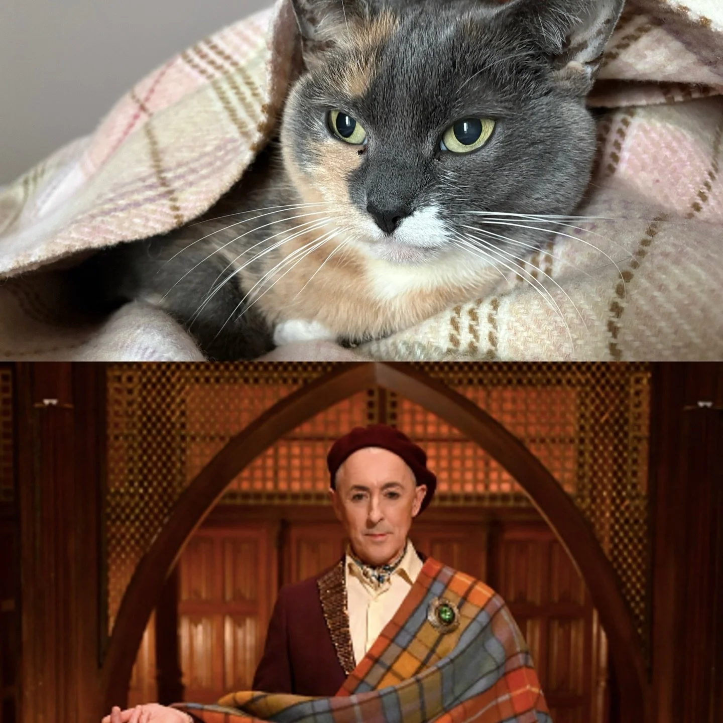 Woof is meant to be helping me define her role in publishing romance, but she&rsquo;s more interested in auditioning for the host of Cat Traitors. What can I do but support her? 🤷🏻&zwj;♀️