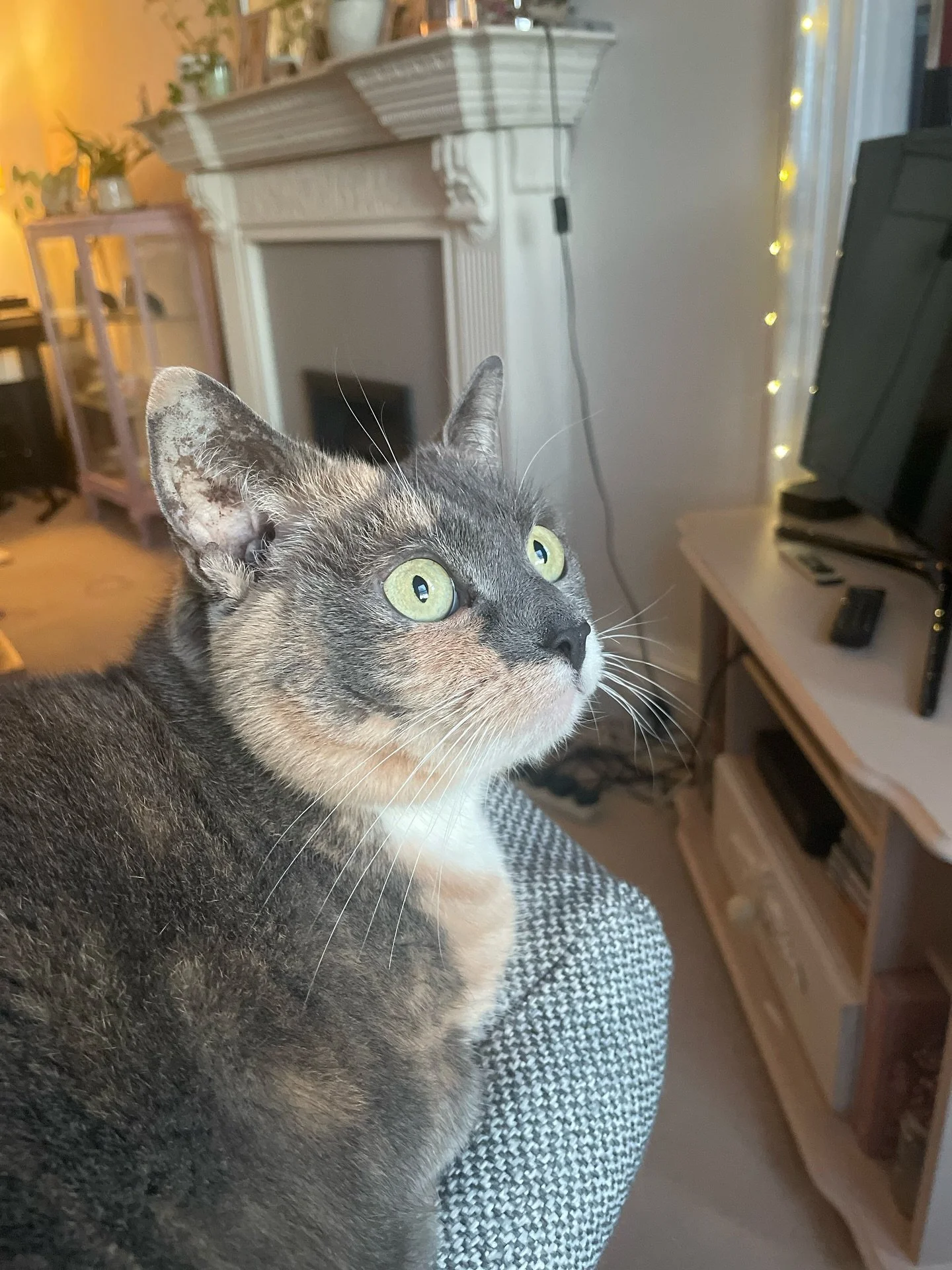 Meet Woof, my new assistant. So far she has shown little interest in publishing or romance, and seems more of a mentor in helping me to have a work-life balance under a heated blanket. Which isn&rsquo;t such a bad thing really. Might get her working 