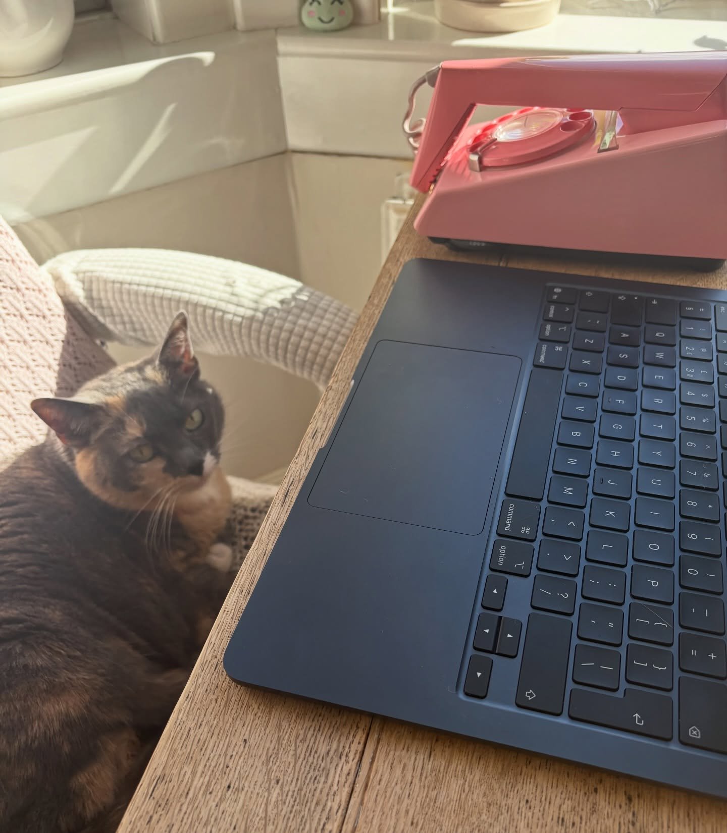 Probation is over. Getting to work on the next book. It has a hot vet in it - and wildcats. 💖 🐈&zwj;⬛ 

And no she won&rsquo;t &ldquo;sand&rdquo; you &ldquo;this post&rdquo;. 🤣

#scottishromance #romancewritersofinstagram #romancewriter
