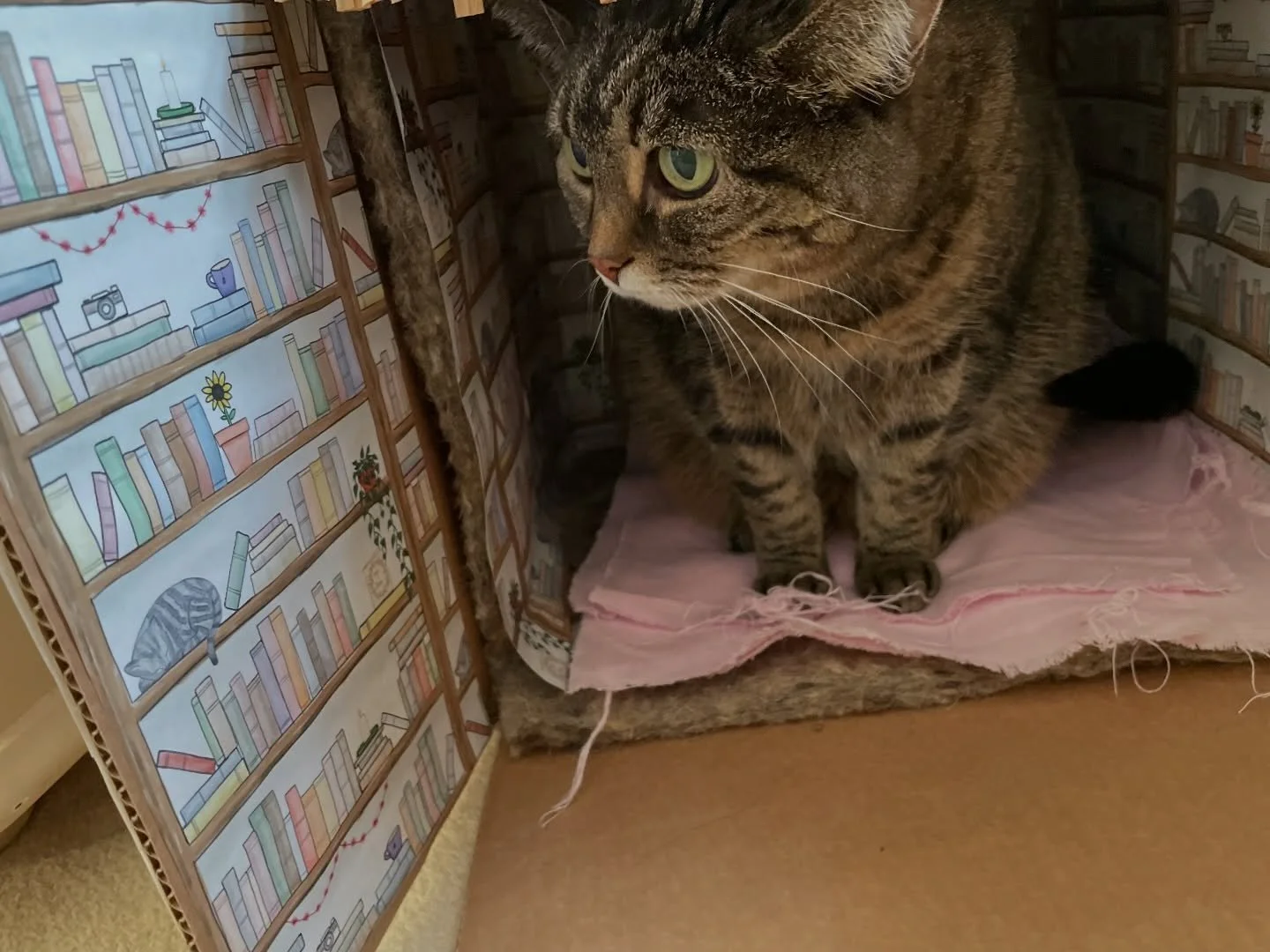 Just found this photo of the time I tried to make my wee Amber (RIP) a romance book nook to sleep in. It didn&rsquo;t quite go to plan and I had to abandon it in the end, but I appreciate that she gave it a go. Hopefully she felt the same about my ef