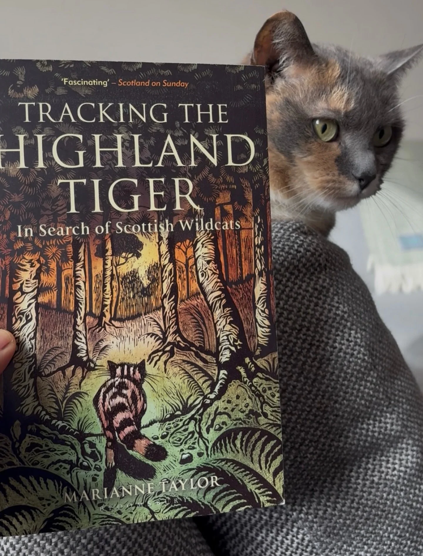 Not remotely interested, possibly even pissed off, at my research into Scottish wildcats for the next book in the Butlers&rsquo; romance series. It will be the usual small town Scottish romance with the main trope being friends to lovers between hot 