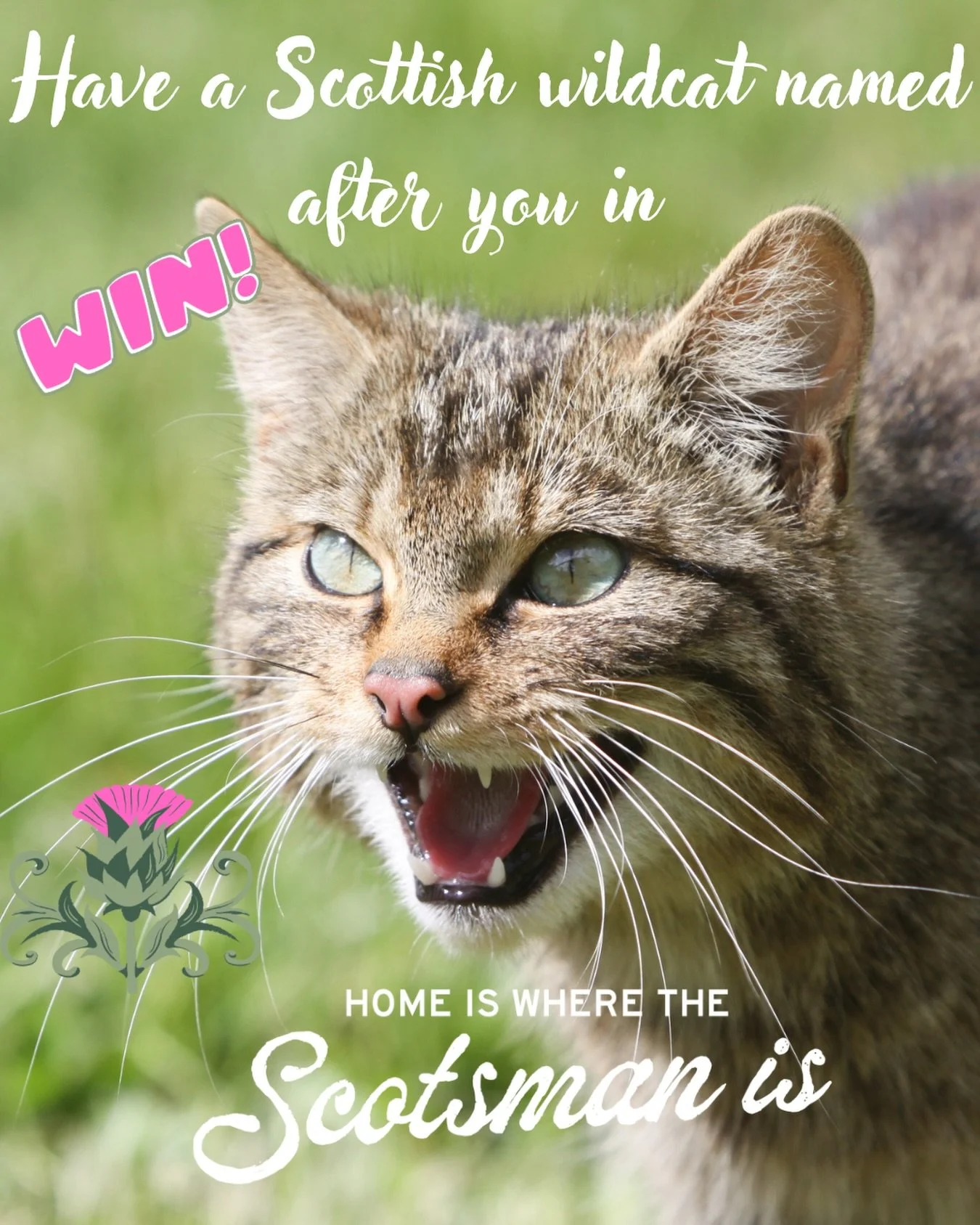 Plus runner up prizes of otters and seals (named after you, not actual otters and seals). 

My newsletter goes out this week and I&rsquo;ll be including details of a wee draw where you can have a Scottish wildcat or wildcat kitten named after you in 