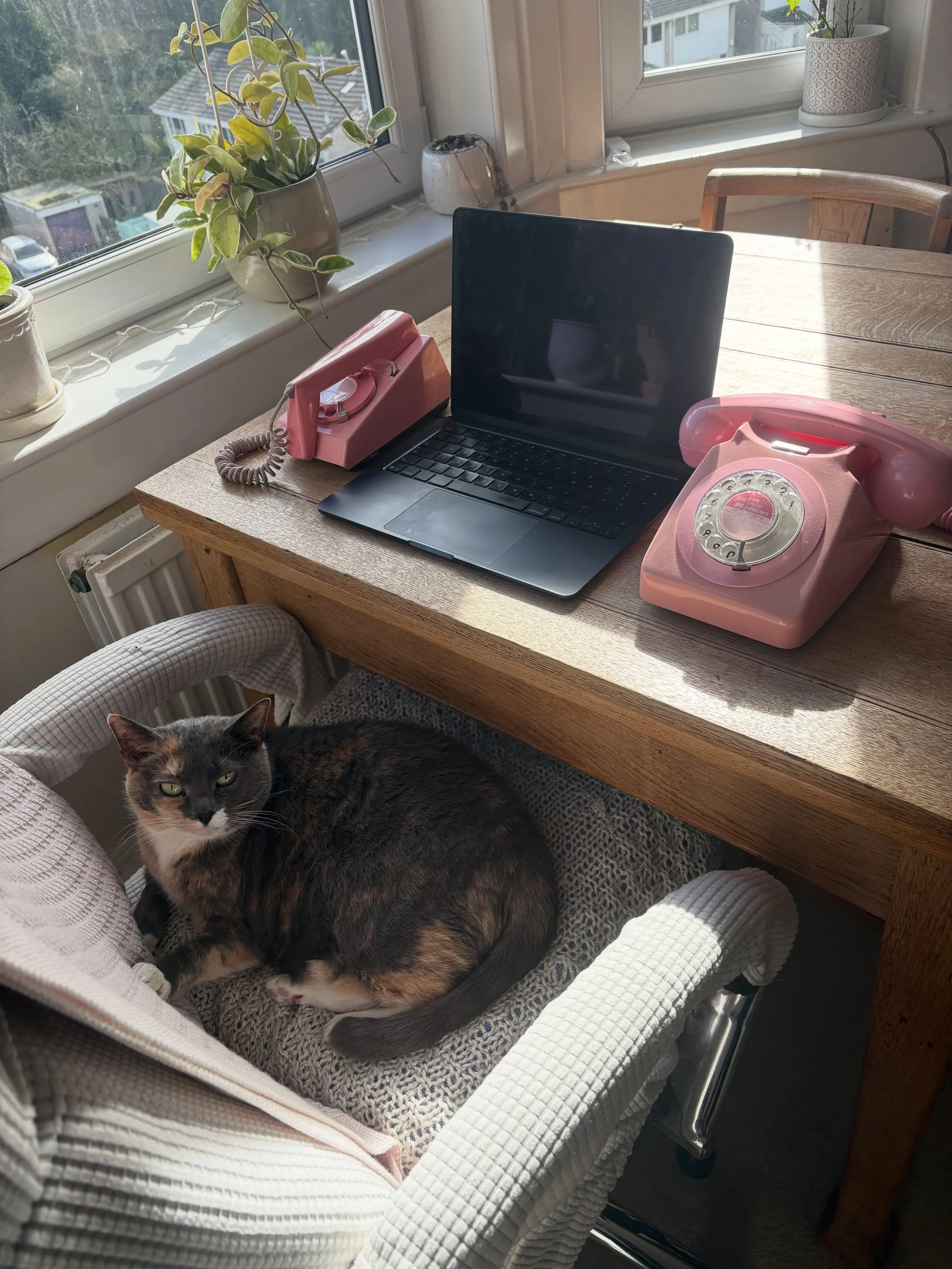 Hi, I&rsquo;m Woof, cute dilute calico and PA to Amber Cooper. I&rsquo;m looking to fill some of Amber&rsquo;s newsletter swaps for Nov/Dec. Amber writes small town, open door Scottish romance. If you&rsquo;d like a swap, call me on one of my pink la