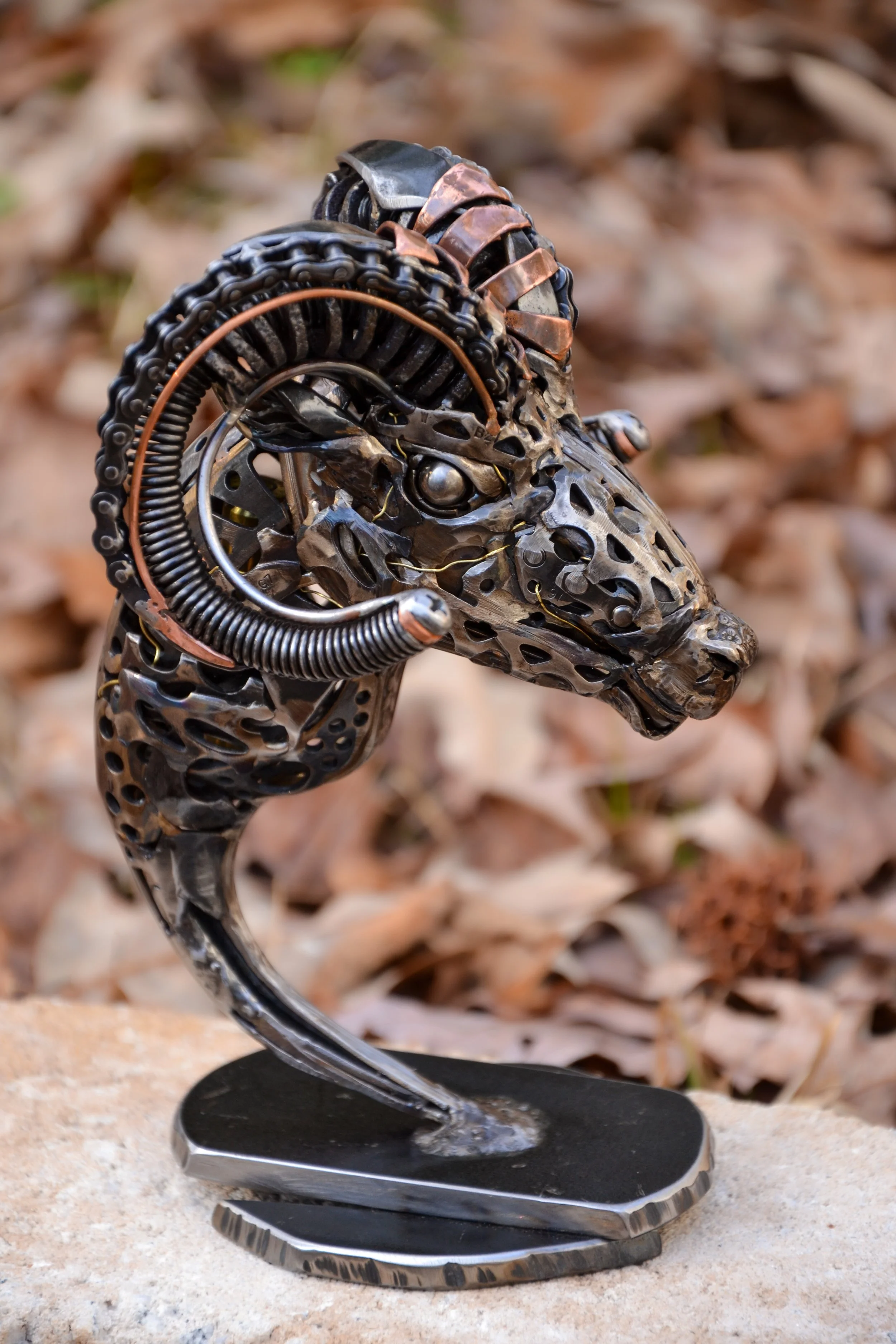Bighorn Sheep