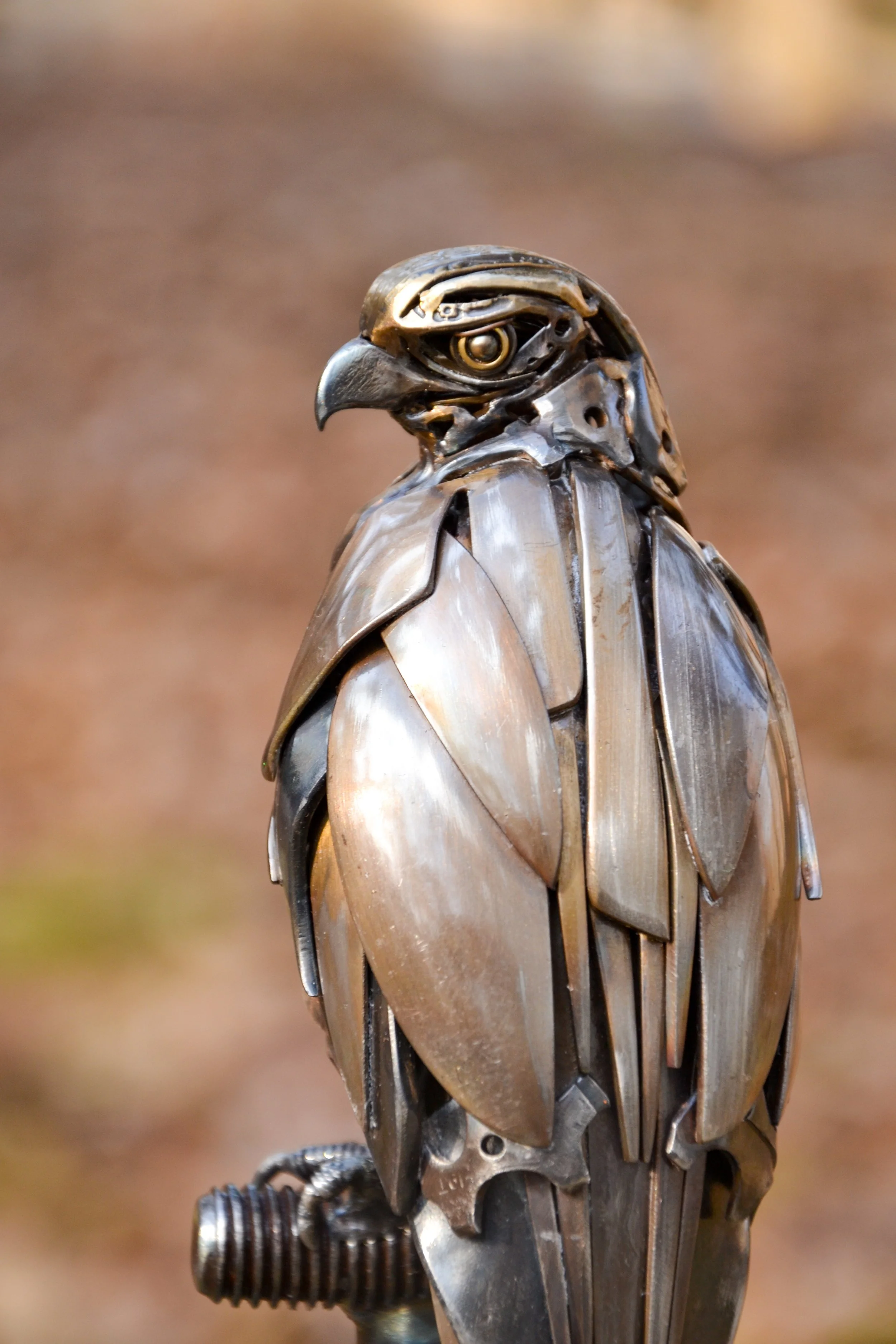 Perched Hawk-3.jpg