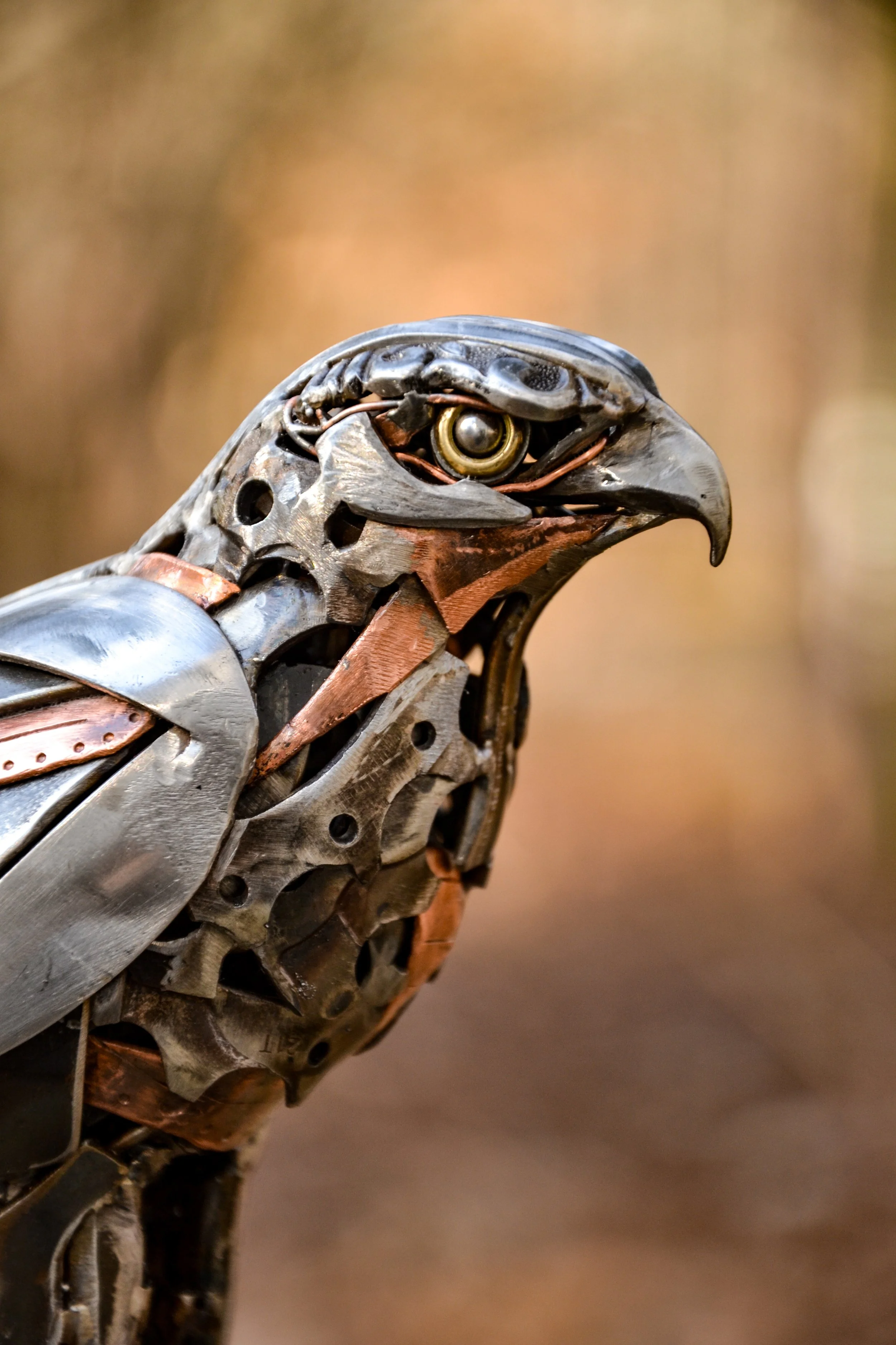 Crouched Hawk-11.jpg