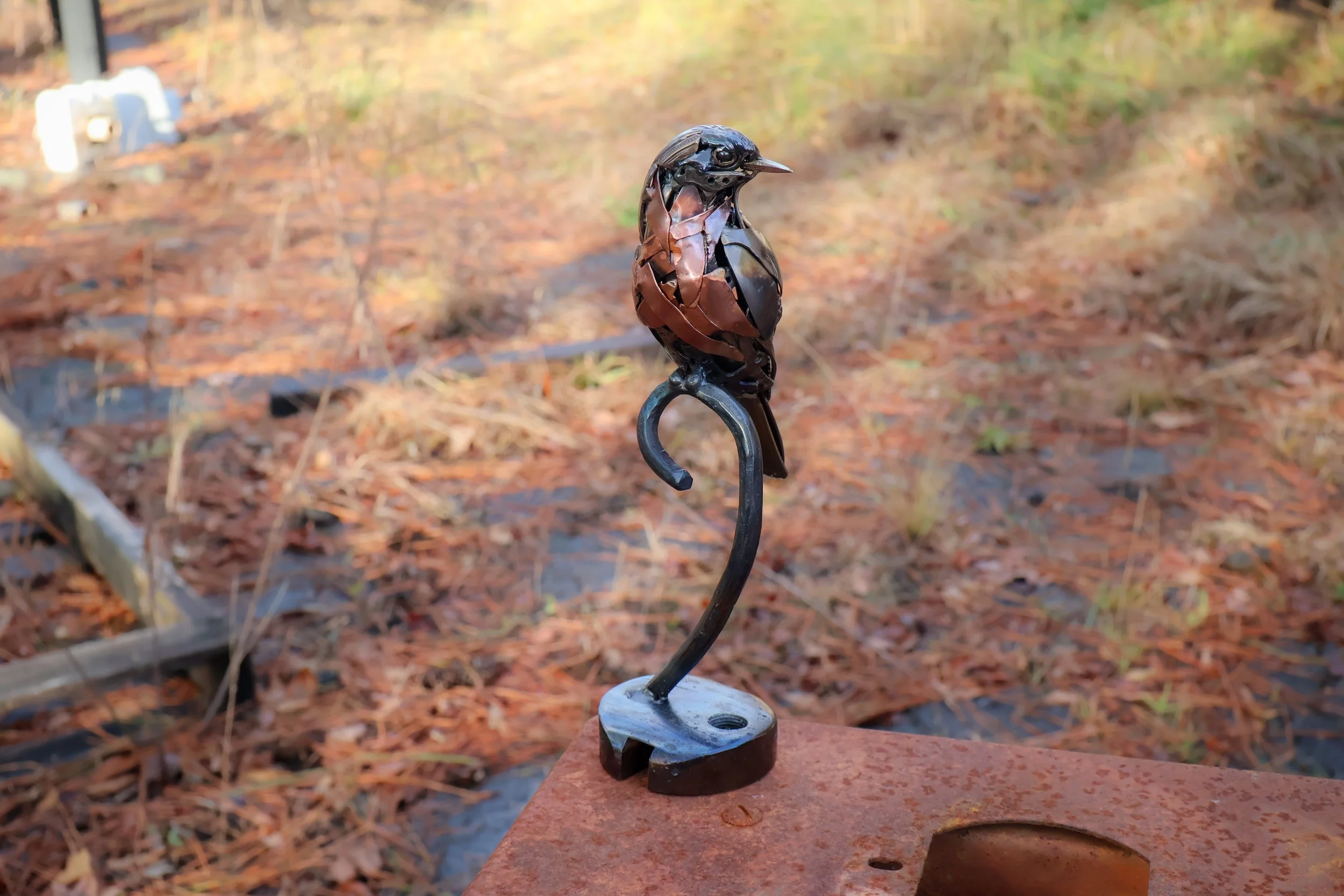 The Eastern Blue Bird