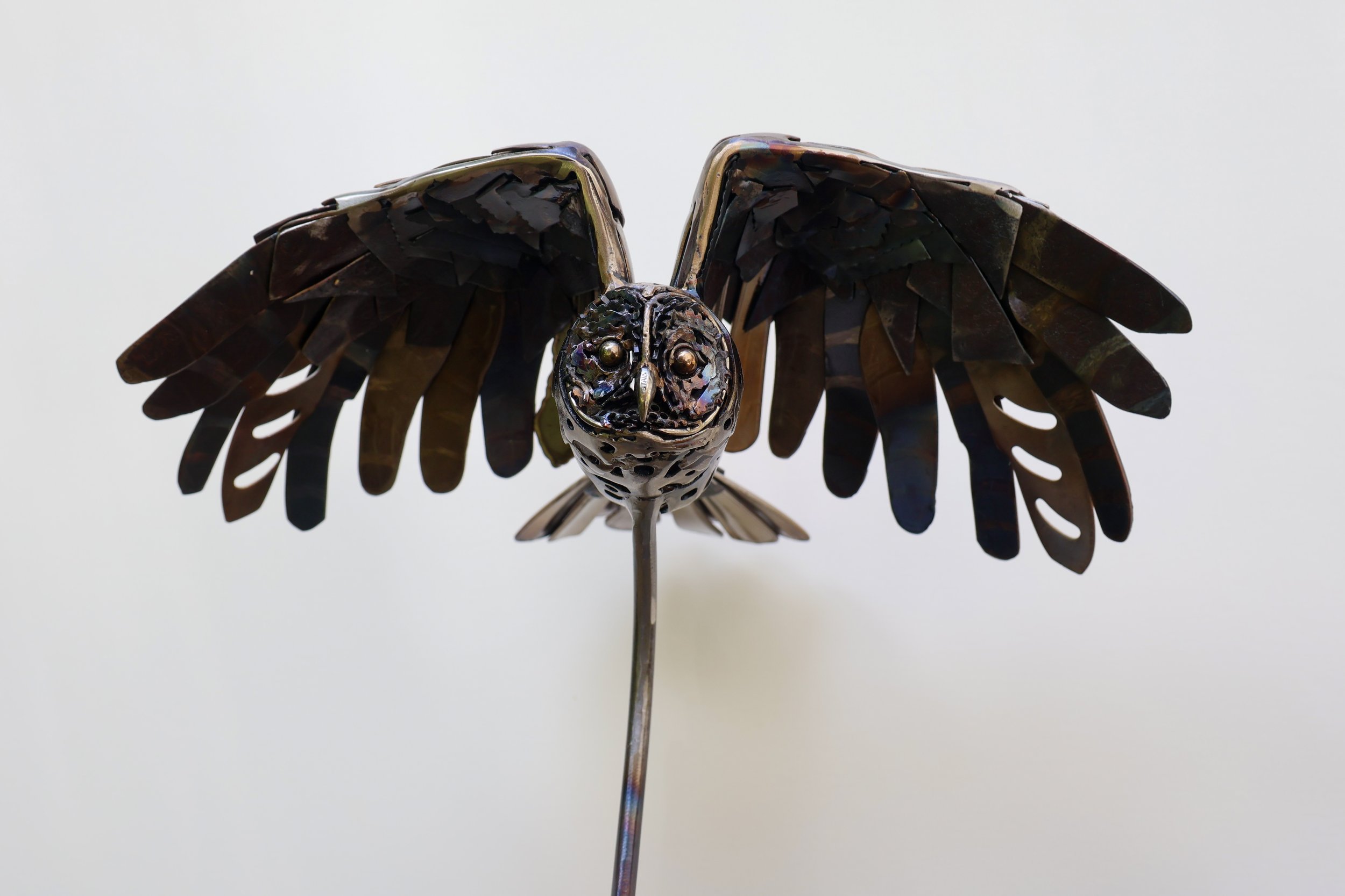 Barred Owl-5.jpg