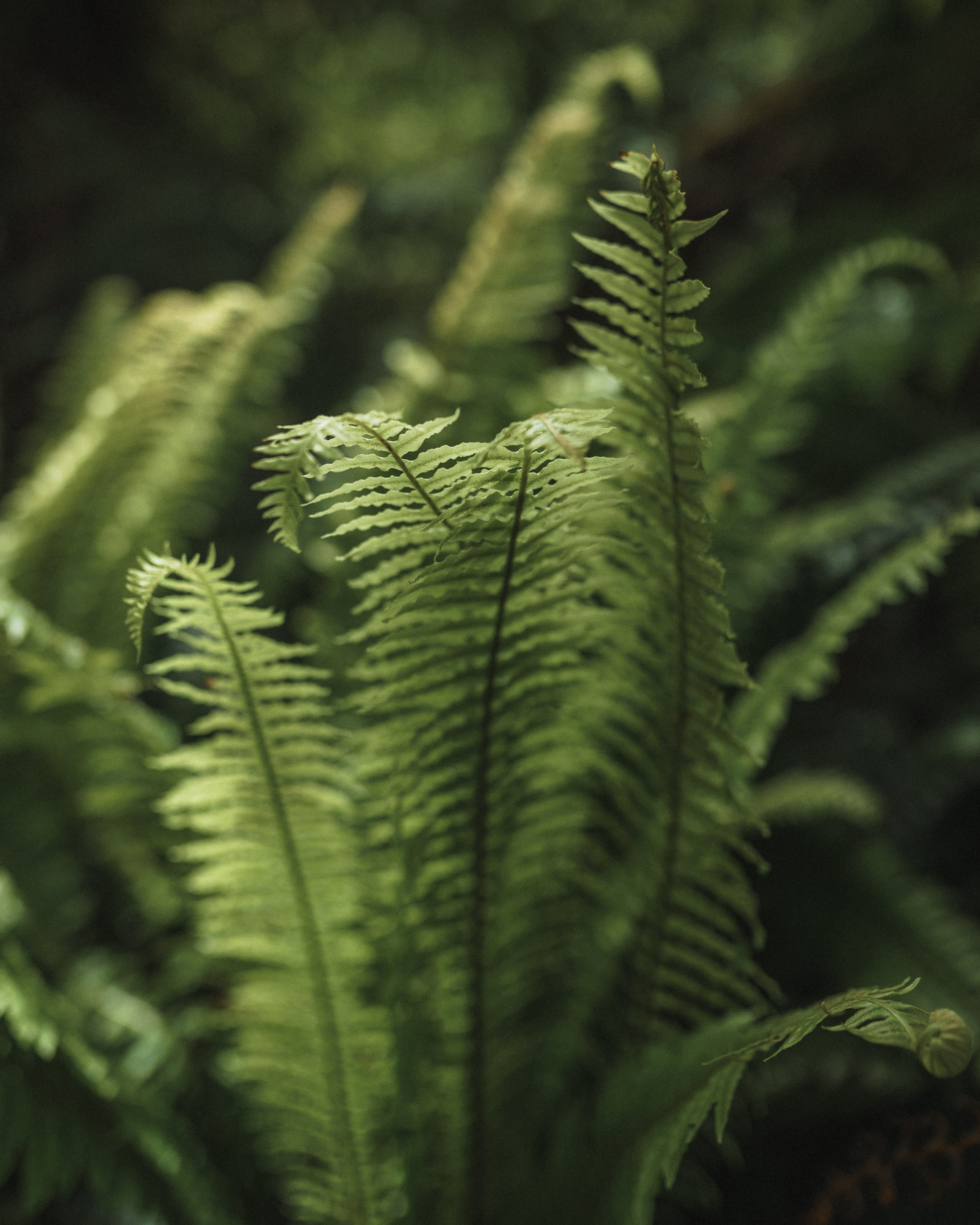 Mental Health and the Healing Powers of the Outdoors