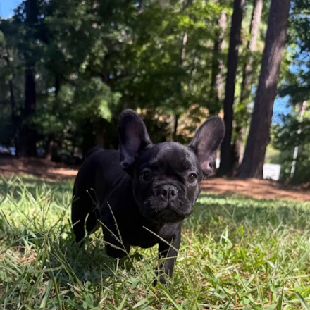 Solid Black French Bulldog Frenchie Puppy