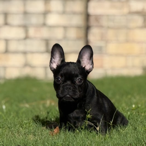 Black and Tan Frenchie French Bulldog Puppy