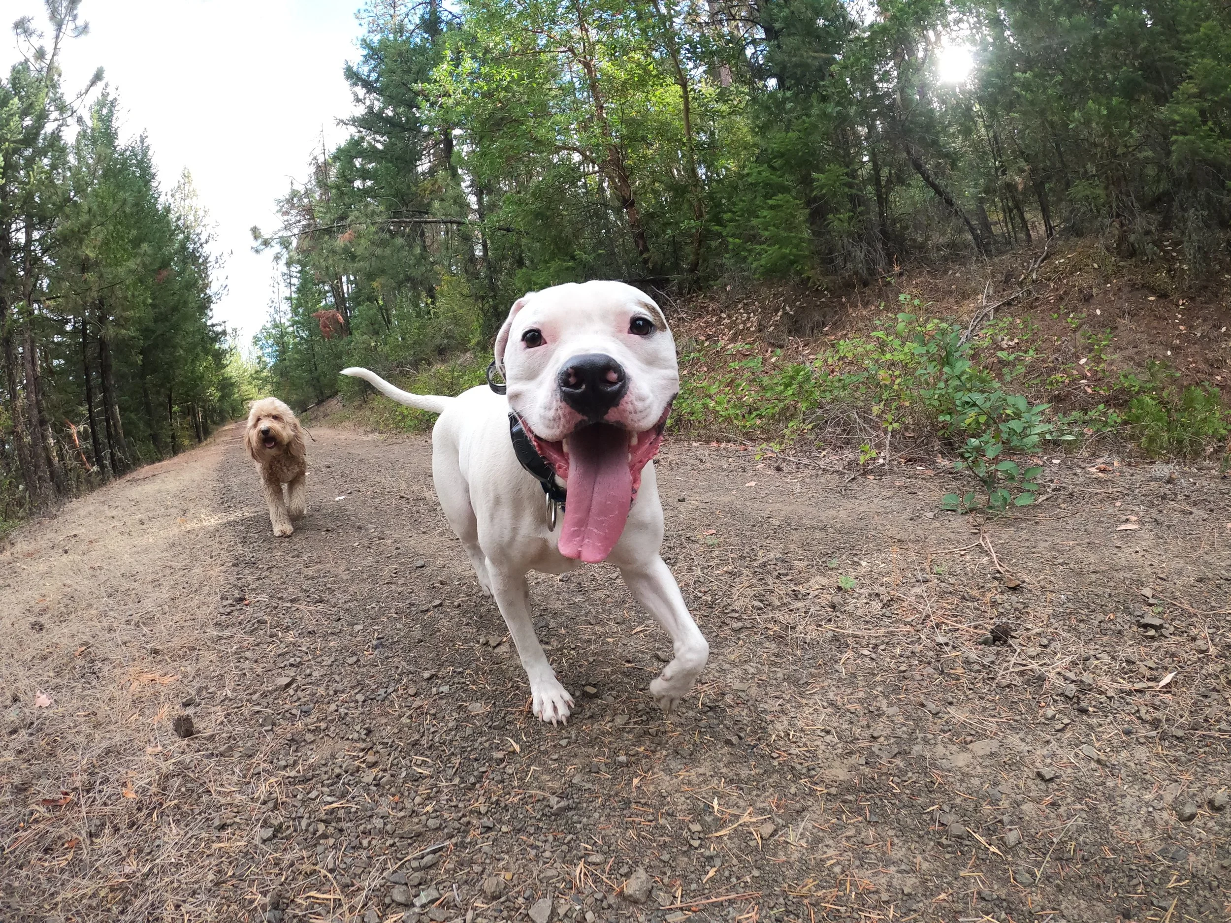 Two dogs walking on a dirt trail in a forest with tall green trees, one white and the other brown, with the white dog close to the camera and appearing excited.