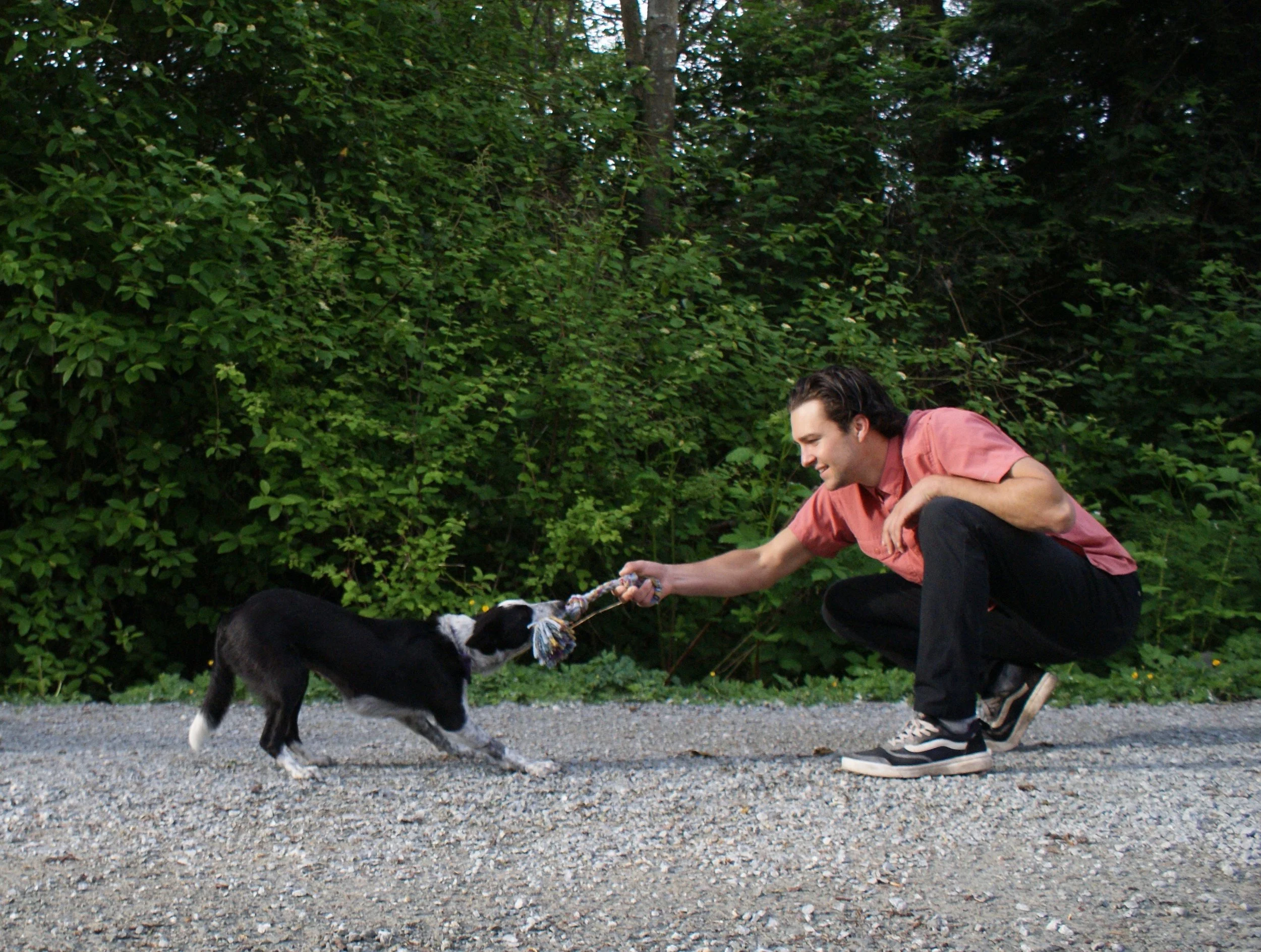 A young man with dark hair wearing a pink shirt and black pants playing with a black and white puppy on a gravel path surrounded by lush green bushes.
