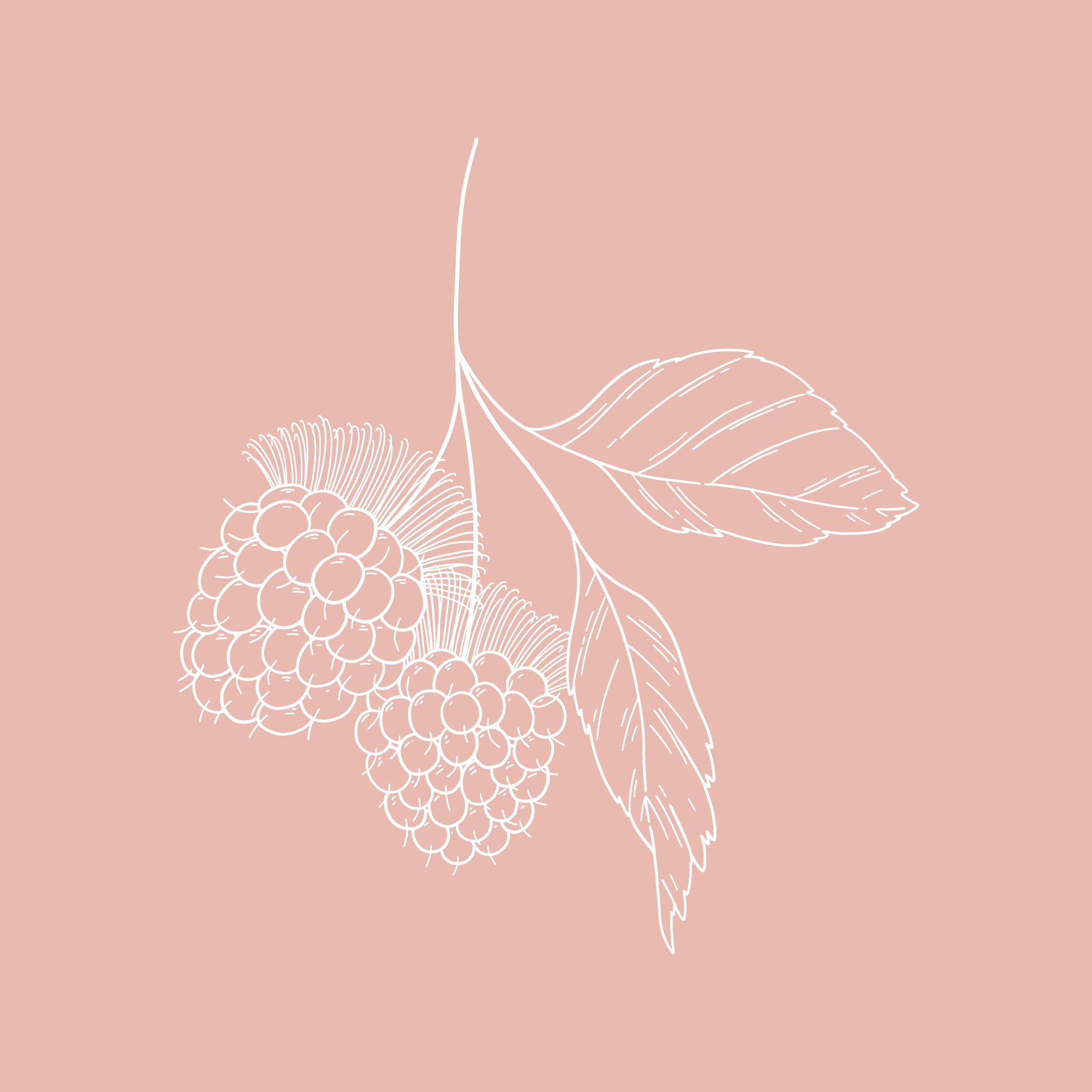 Salmonberry - (Rubus spectabilis).png