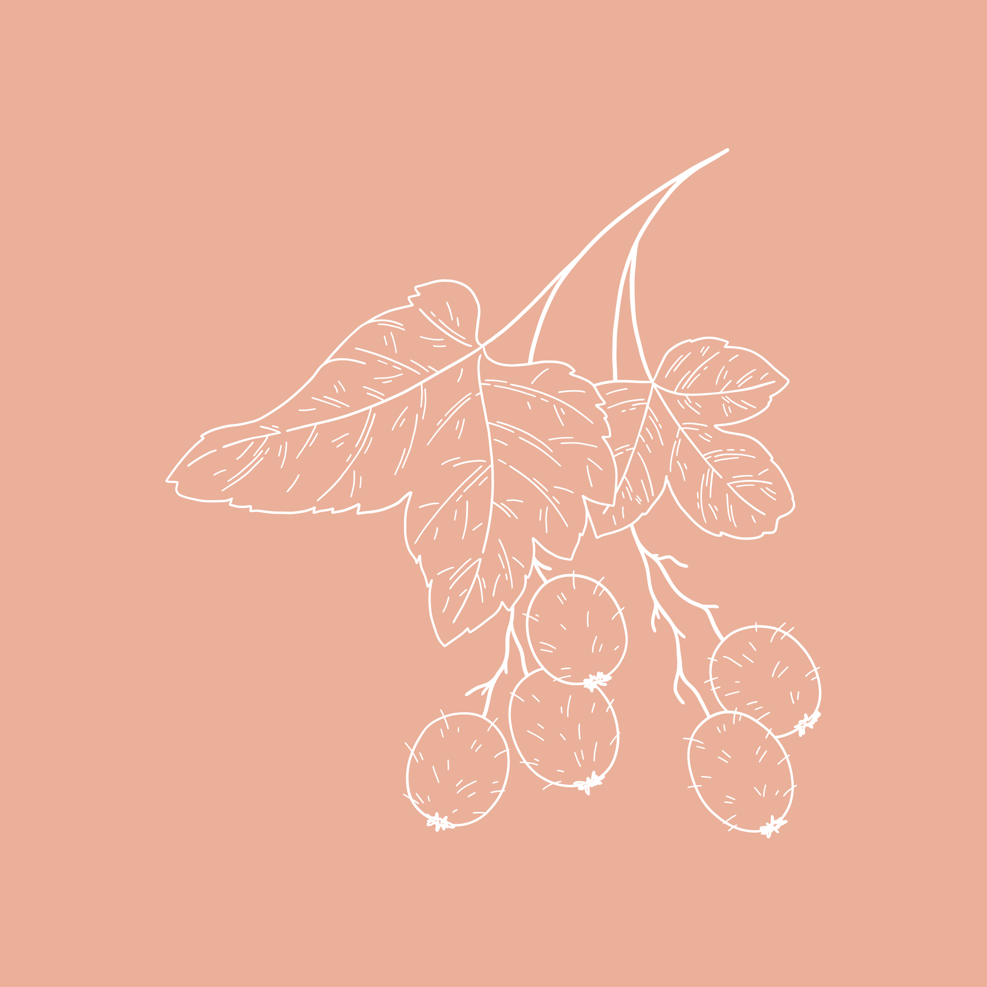 Black Gooseberry - (Ribes lacustre).png