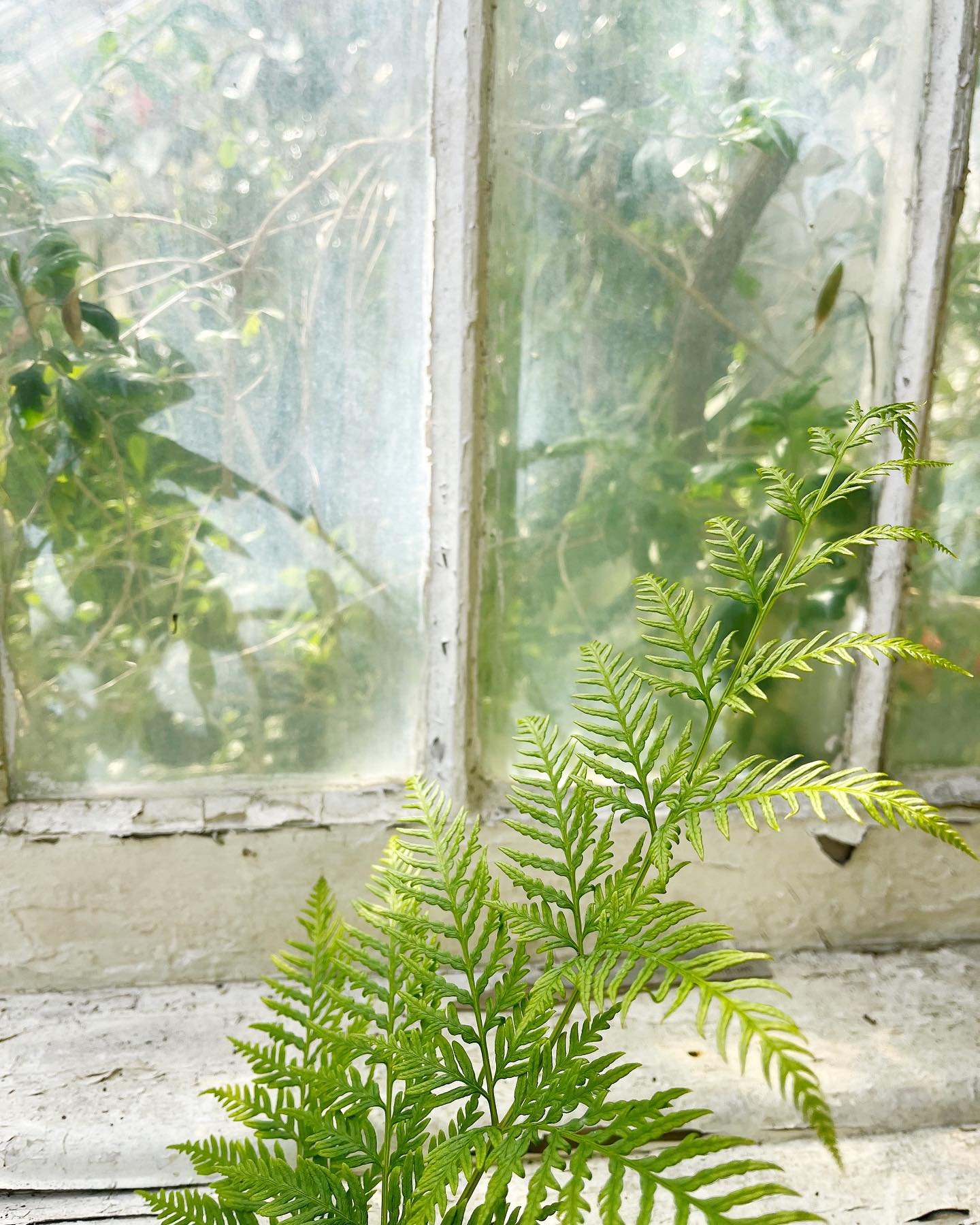 Inside the magical Victorian Glasshouse at Tregrehan Gardens. I love when a garden has a &lsquo;secret garden&rsquo; feel and this glasshouse definitely had that ✨🌿