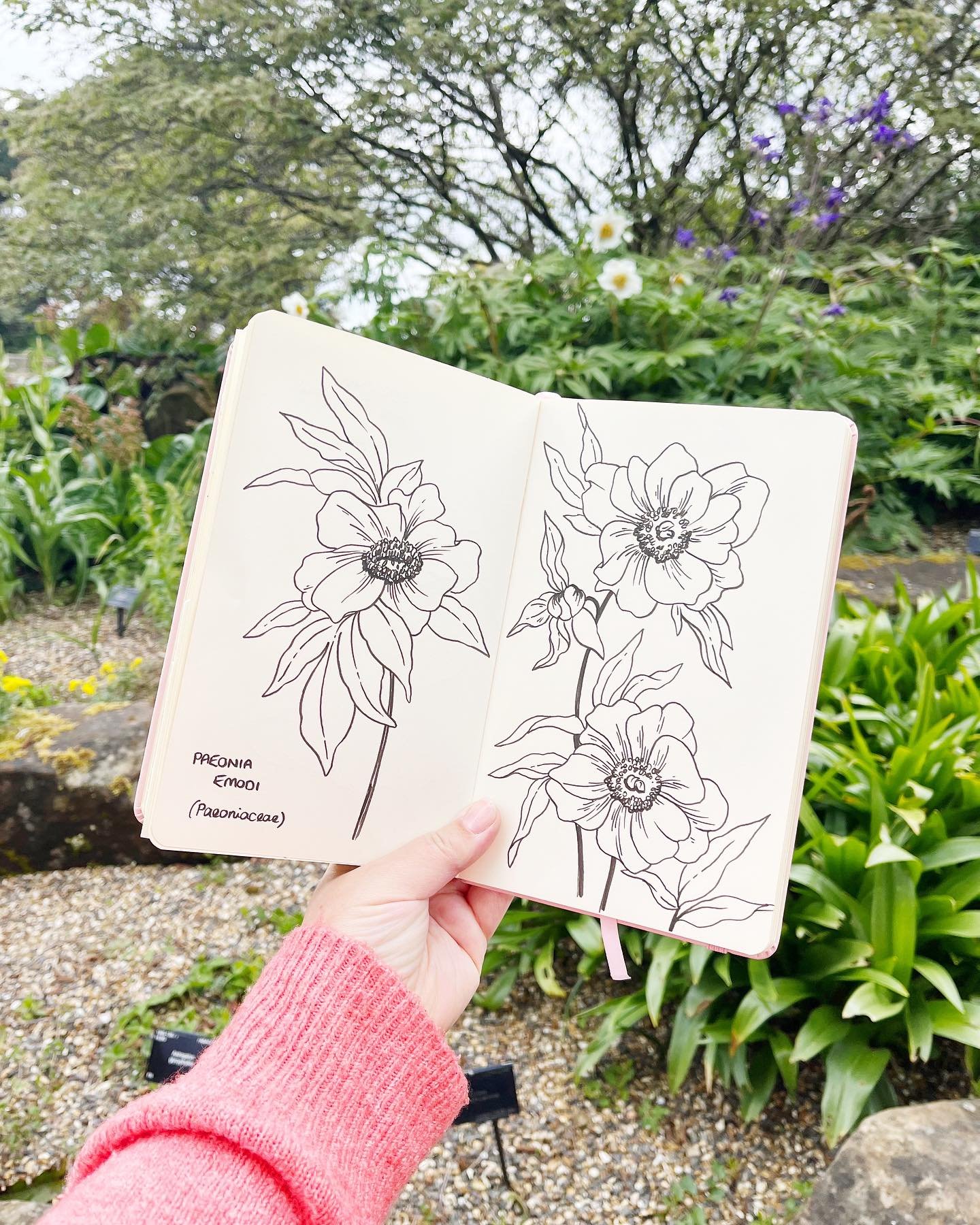 The peonies are starting to bloom at Kew 🌸✍️