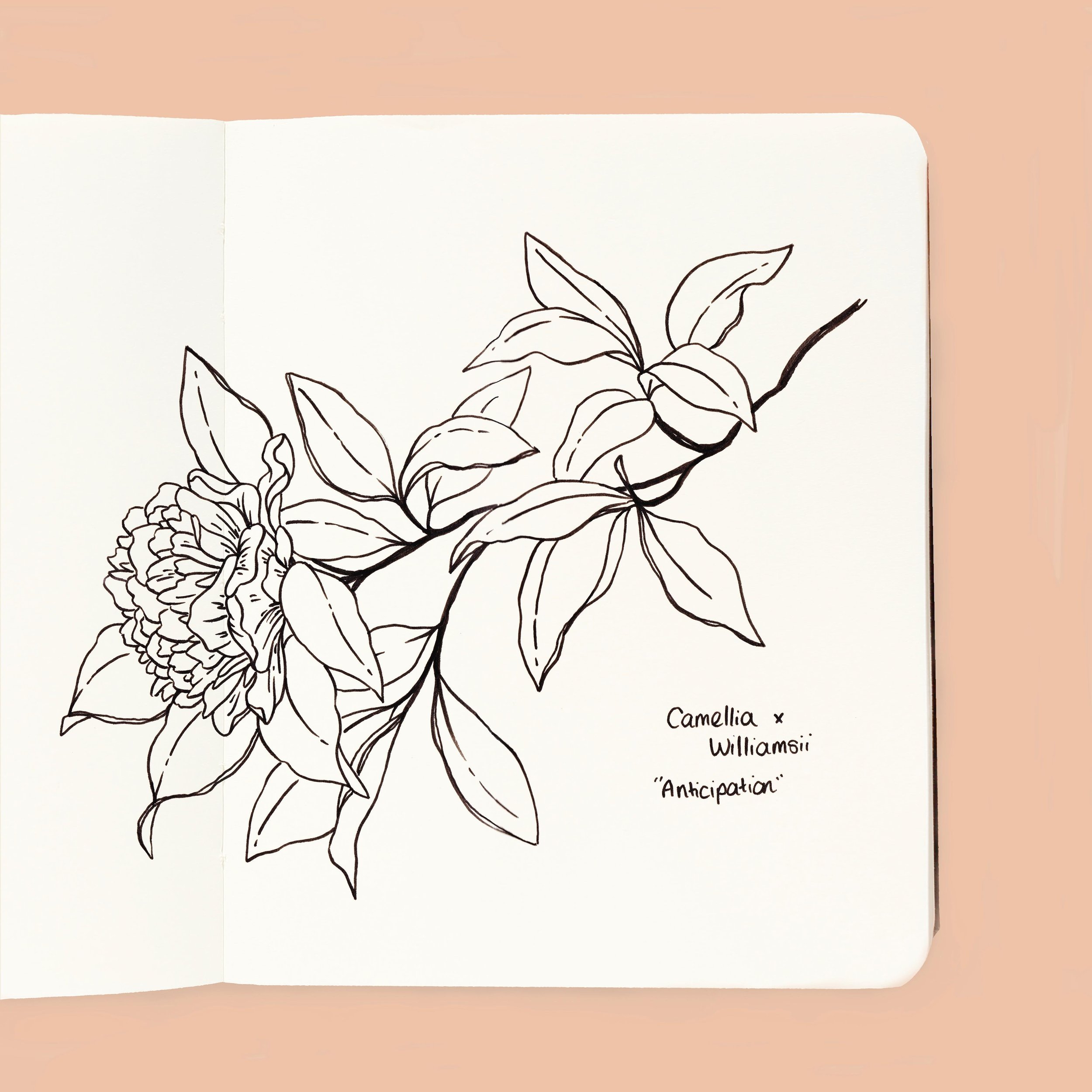 There&rsquo;s a new post on Substack all about the camellias and rhododendrons I saw and drew in Cornwall 🌸