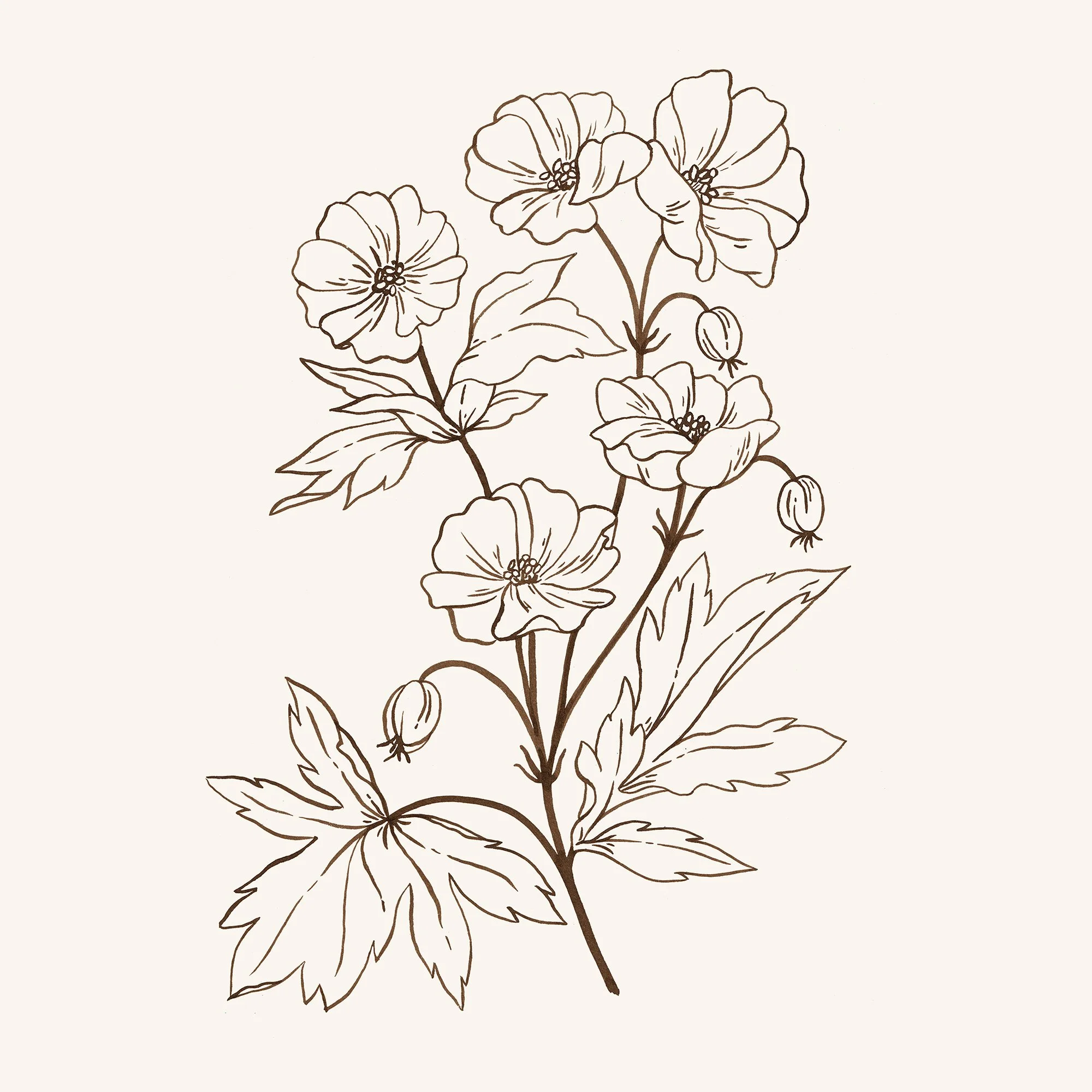 Floral Ink Drawings