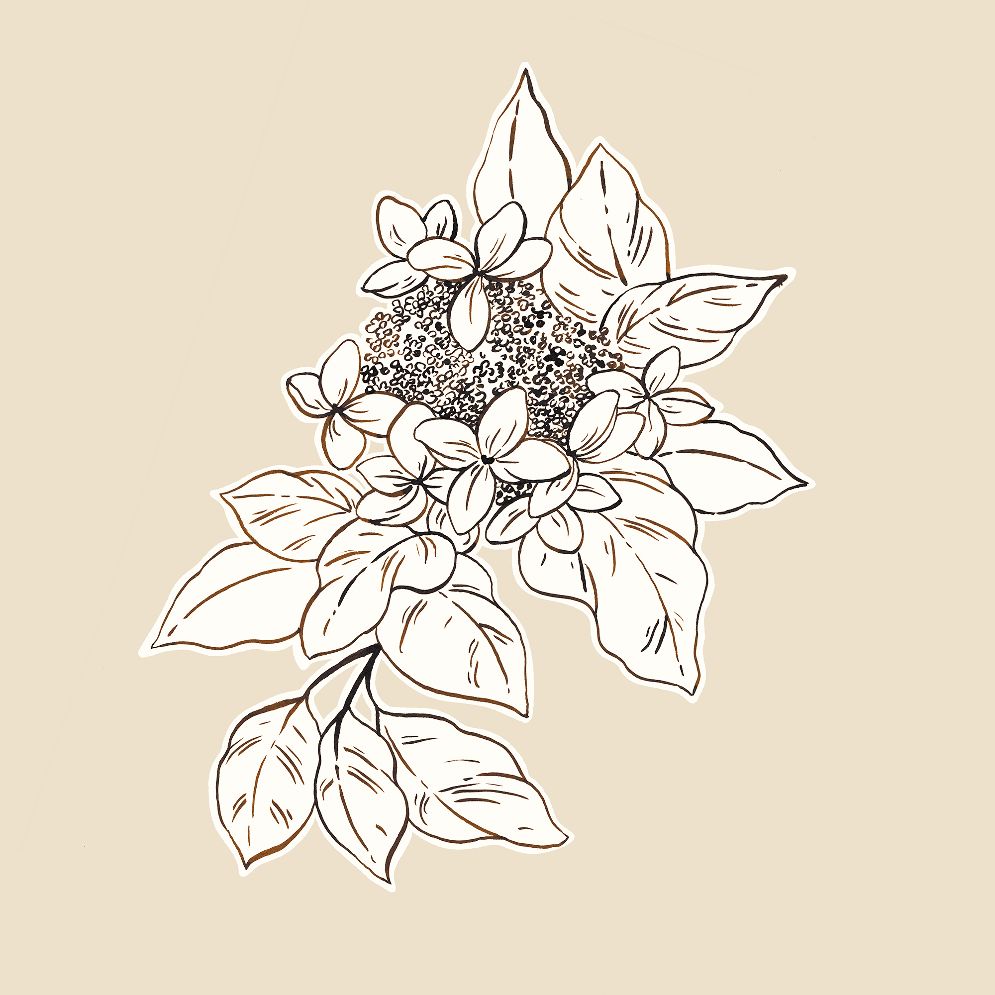 Ink_Illustration_8 web.png