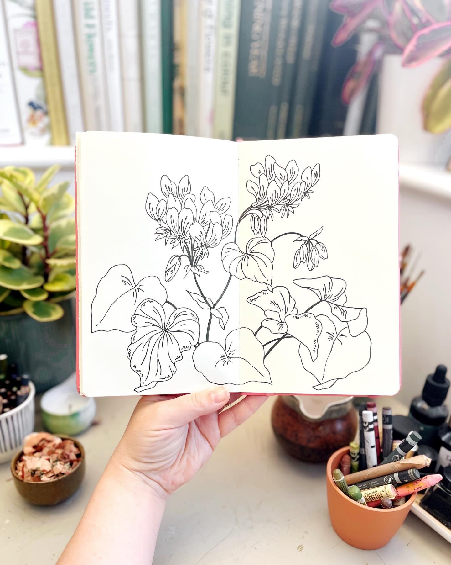 Day 4 of #the100dayproject ✍🏻 a line drawing using a pelargonium photo I took at RHS Bridgewater in 2024 🌸 @dothe100dayproject